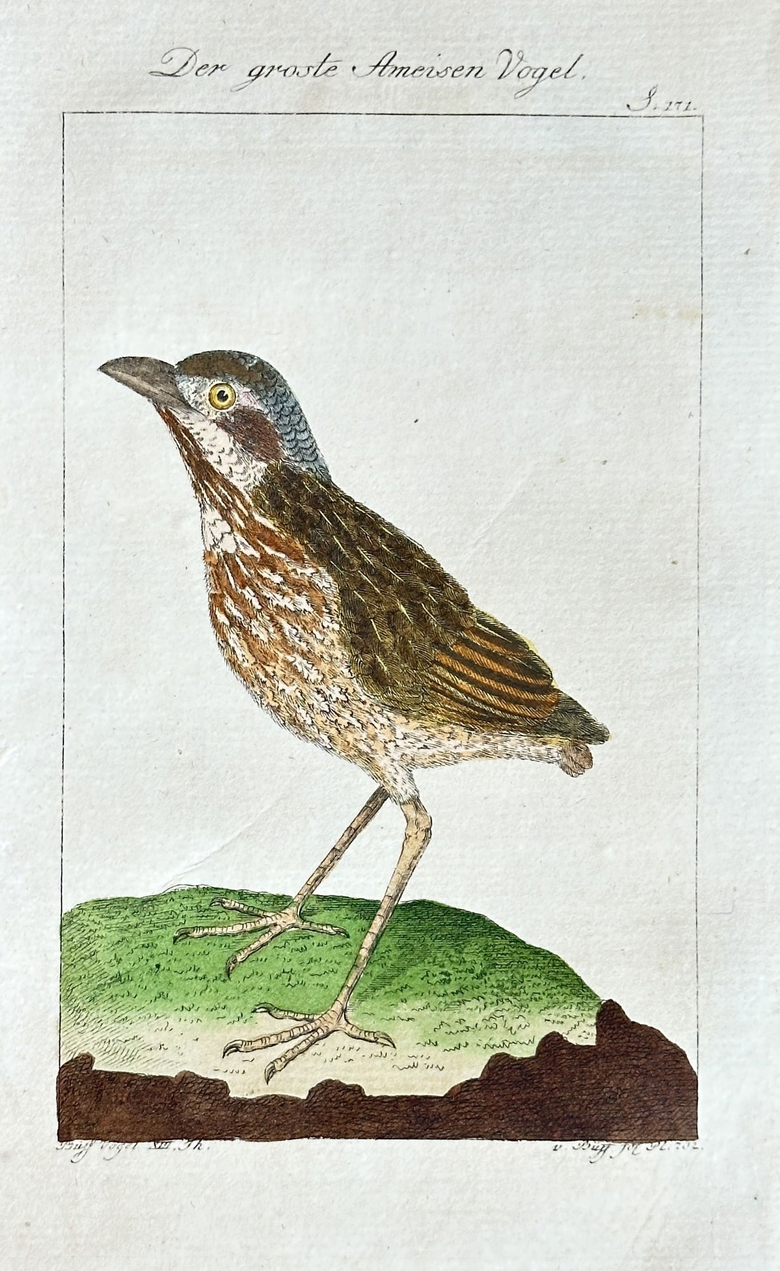 Georges-Louis Leclerc, Comte de Buffon - The Great Antbird – Hand-colored Engraving: This hand-colored engraving depicts "Der große Ameisen Vogel" (The Great Antbird). The bird is shown in profile, standing on a patch of green ground with a slightly darker base, rendered with distinc