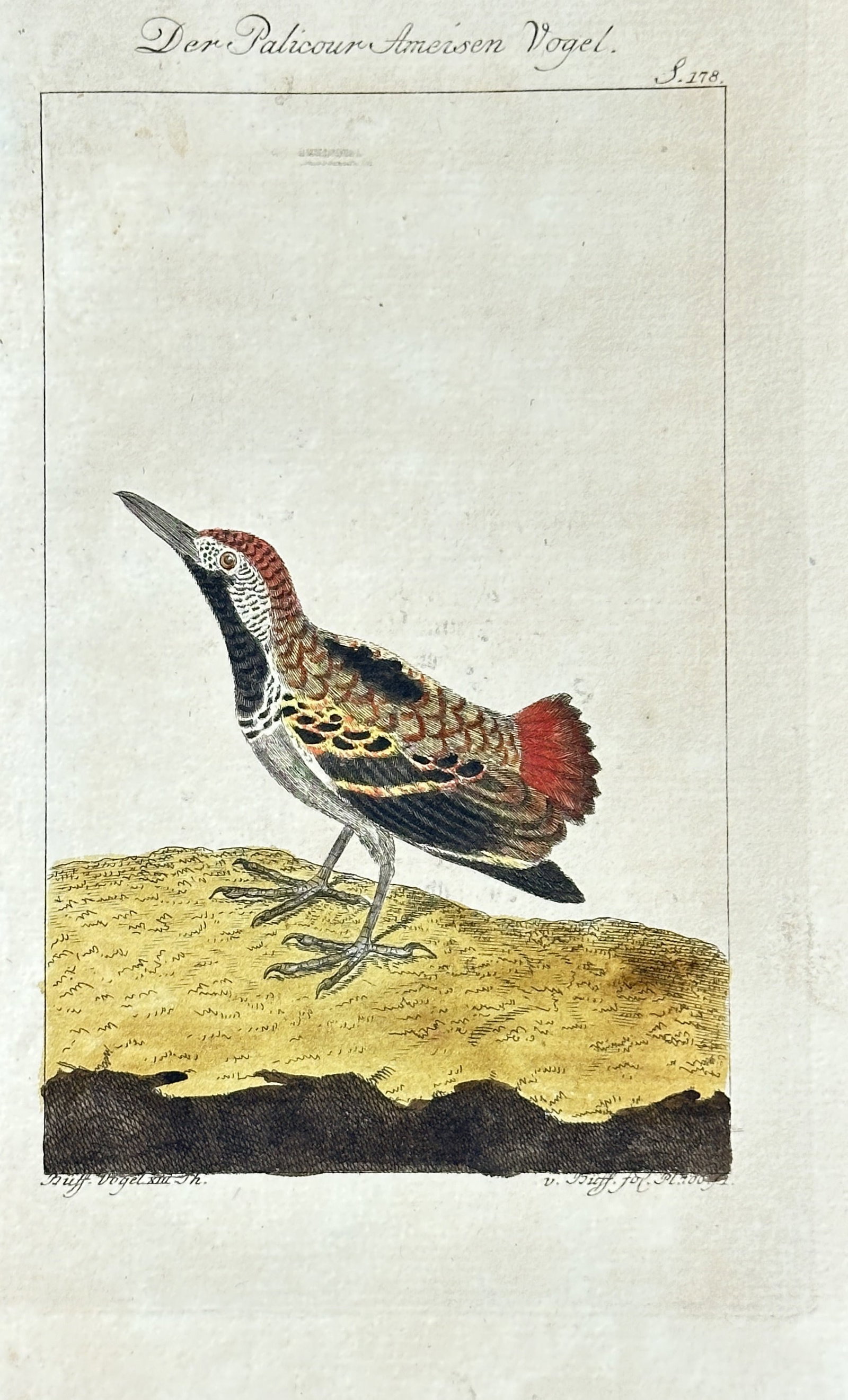 Georges-Louis Leclerc, Comte de Buffon – The Palicour Antbird – Hand-colored Engraving: This hand-colored engraving depicts "Der Palicour Ameisen Vogel" (The Palicour Antbird). The bird is shown in profile, standing on a patch of ground with textured yellow and dark brown areas. It featu