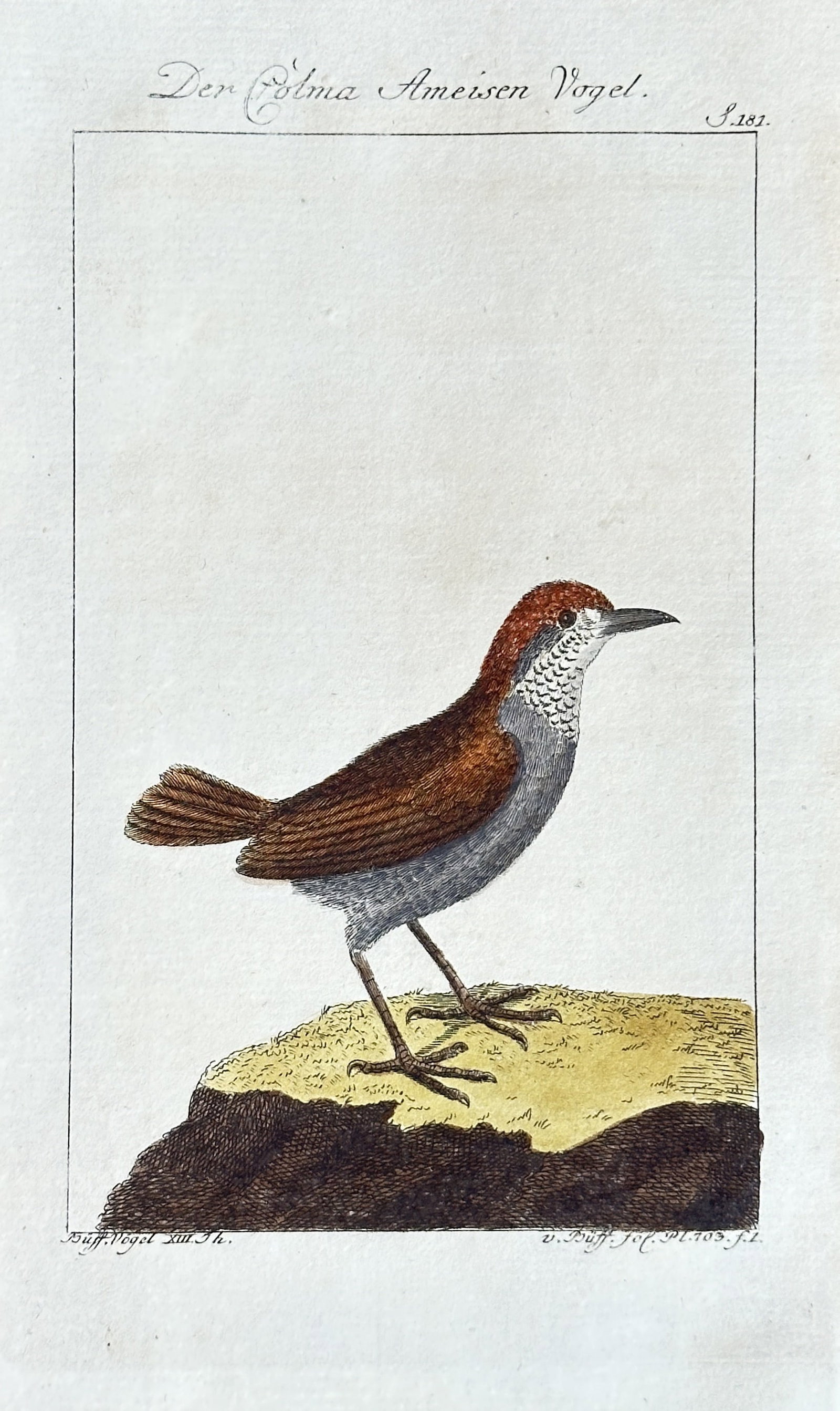 Georges-Louis Leclerc, Comte de Buffon – The Cobna Antbird – Hand-colored Engraving: This hand-colored engraving depicts "Der Cobna Ameisen Vogel" (The Cobna Antbird). The bird is shown in profile, standing on a patch of ground with textured yellow and dark brown areas. It features a 