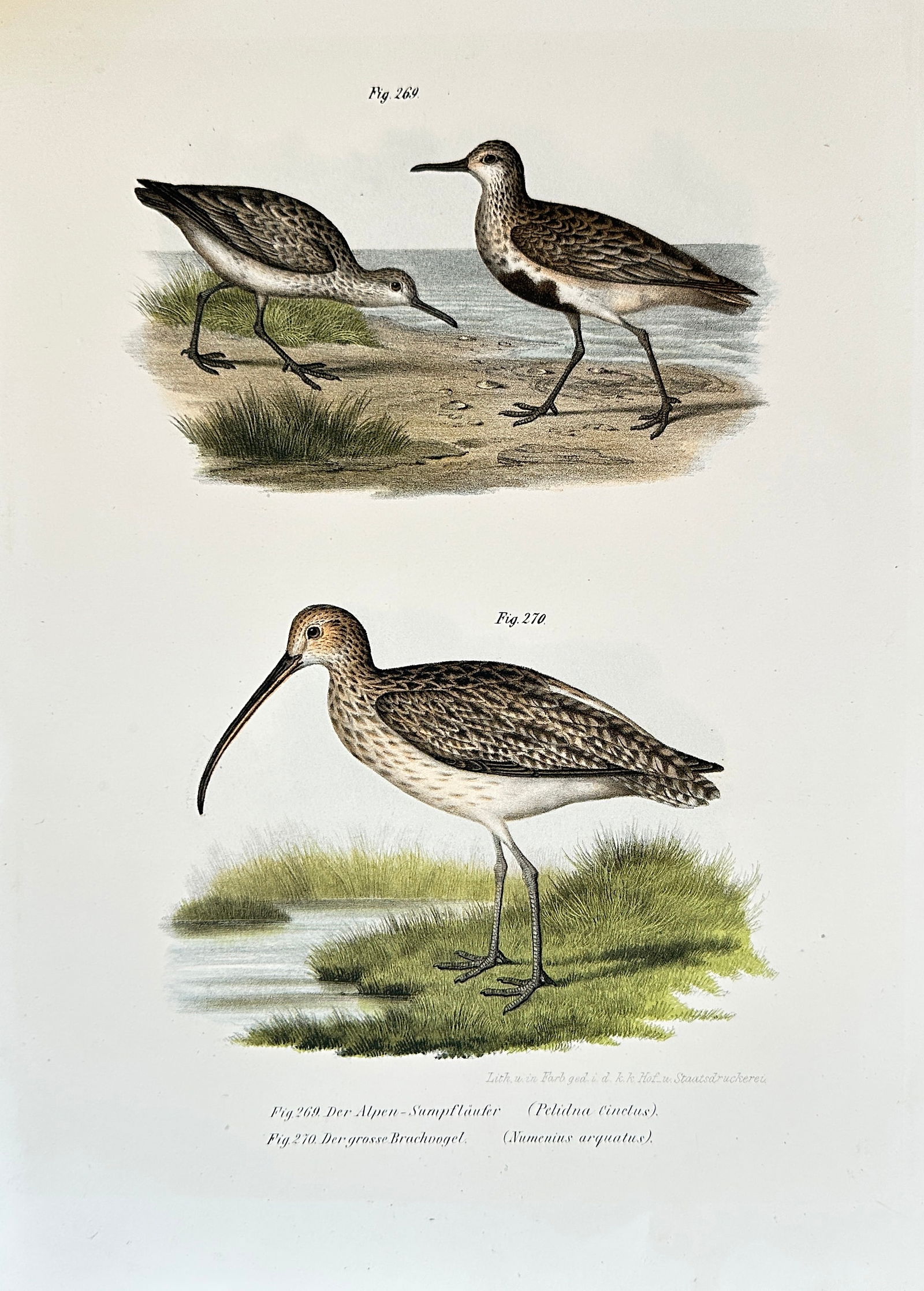 Leopold Fitzinger (1802–1884) – Studies of Wading Birds: Red Knot, Common Sandpiper (1 of 3)