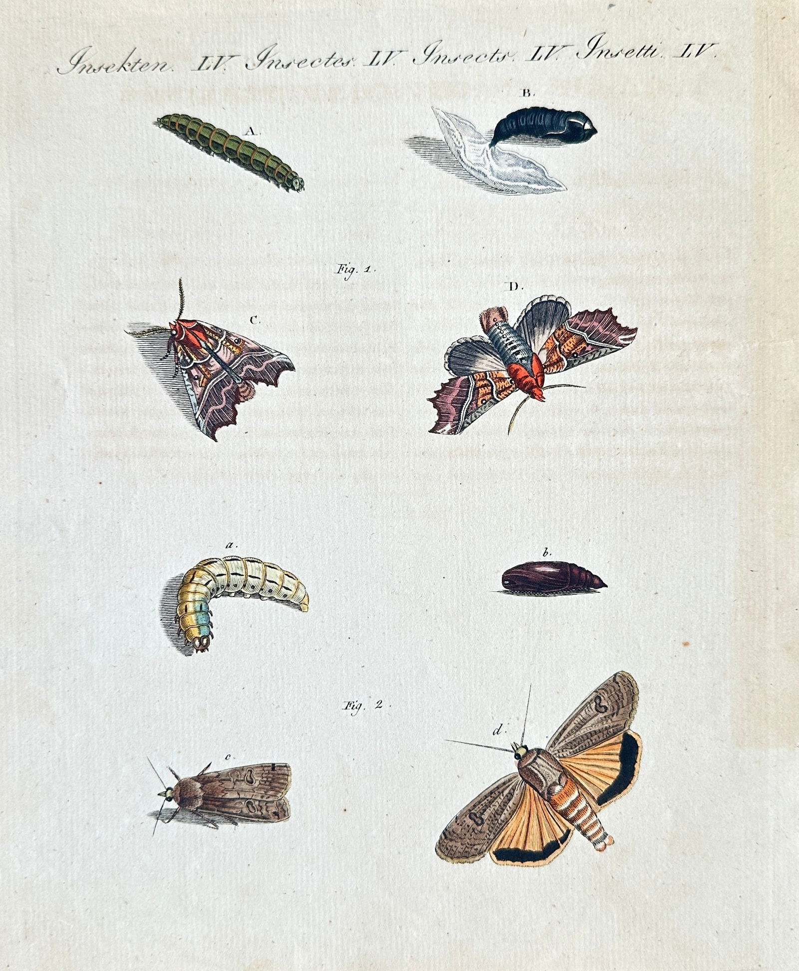 Friedrich Justin Bertuch (1747–1822) – Life Cycle of Moths – Hand-Colored Engraving (1 of 3)