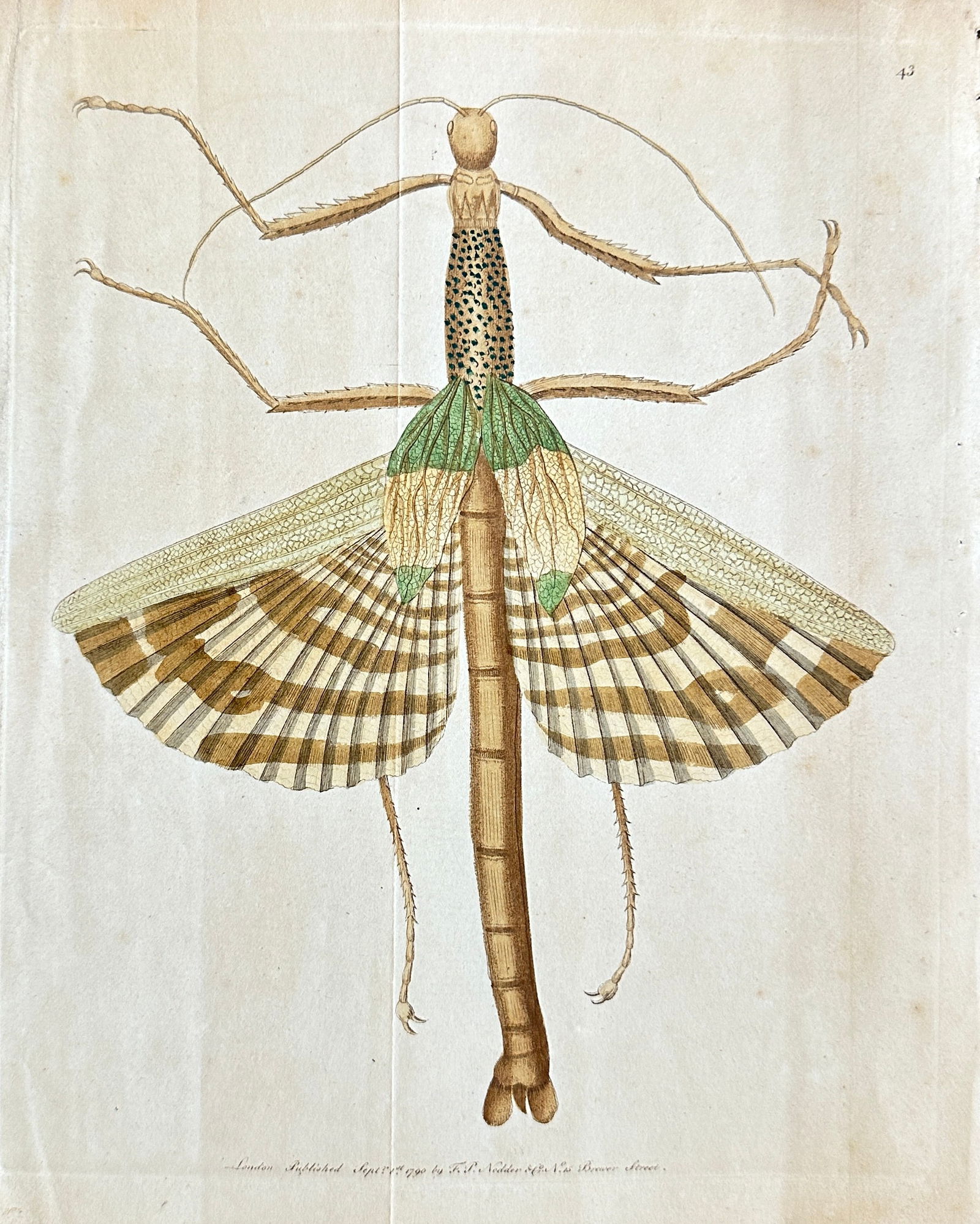 Frederick Polydore Nodder (fl. 1777–1800) – Leaf Insect (Phasma Dilatatum) (1 of 3)