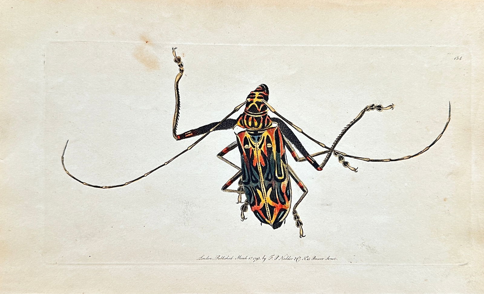 Frederick Polydore Nodder (fl. 1777–1800) – Longhorn Beetle – Hand-colored Engraving (1 of 3)