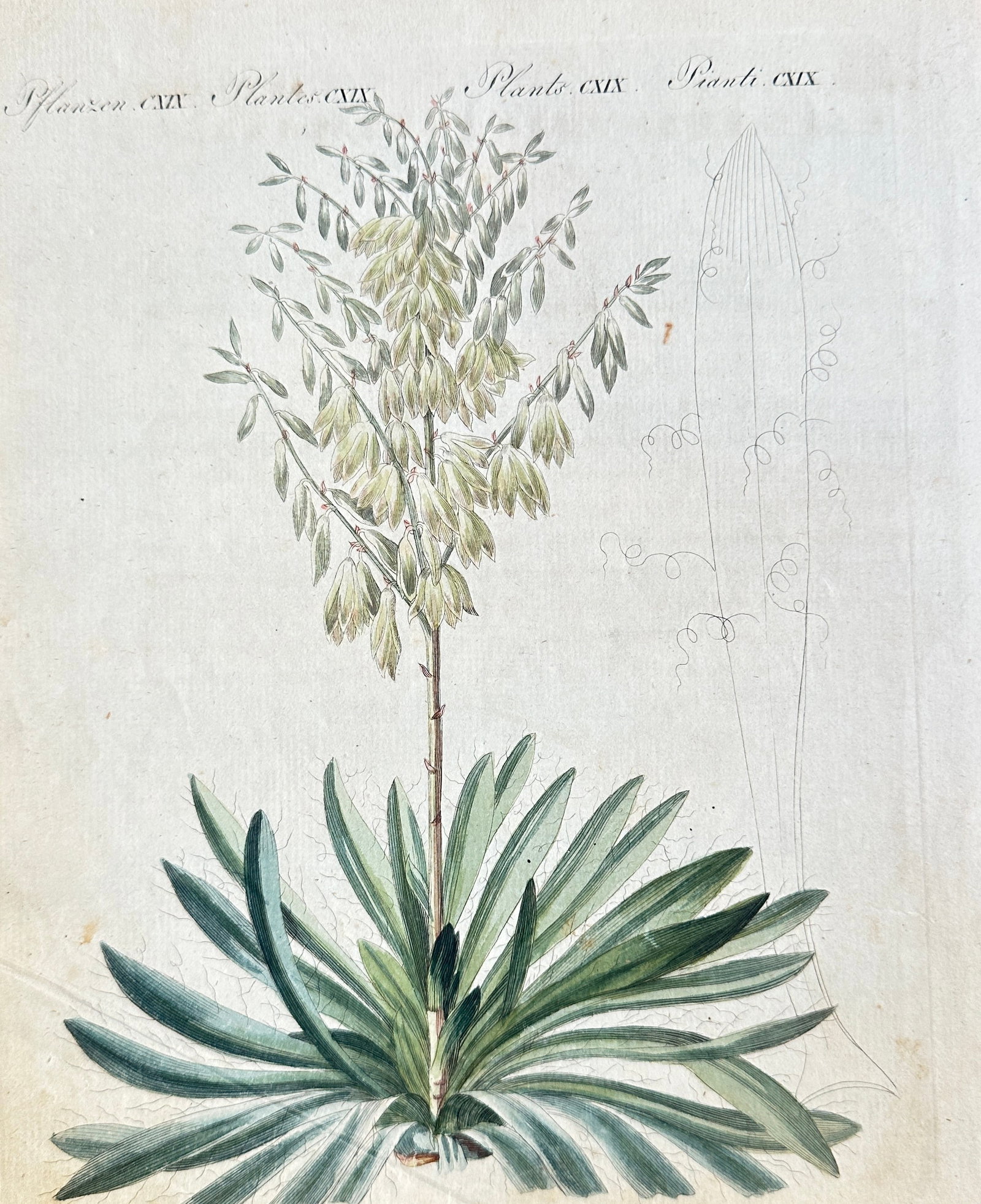 Friedrich Justin Bertuch (1747–1822) – Botanical Study of a Flowering Agave – Hand-Colored: This striking hand-colored engraving presents a detailed botanical study of a tall, flowering agave or yucca-like plant. The illustration features a robust rosette of long, pointed leaves at its base,