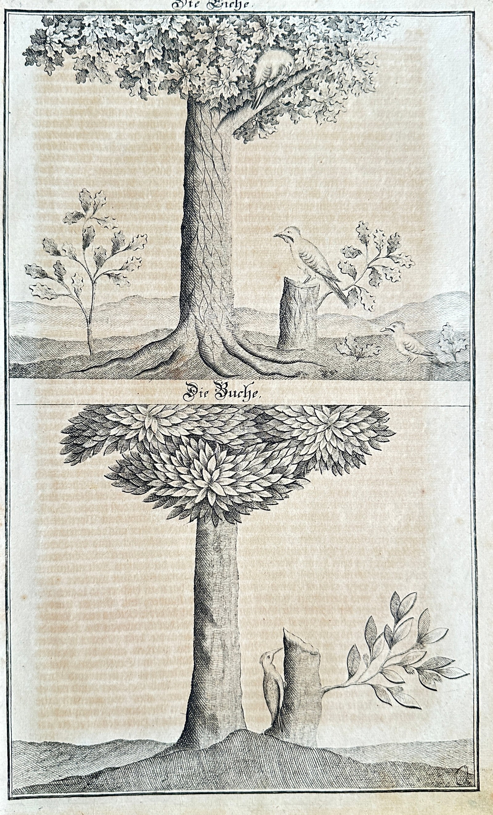 Johann Daniel Preissler (1666–1737) – The Oak and The Beech – Engraving (c. 1710): This detailed engraving features two distinct natural history studies: "Die Eiche." (The Oak) and "Die Buche." (The Beech). The upper illustration presents a tall oak tree, characterized by its robust