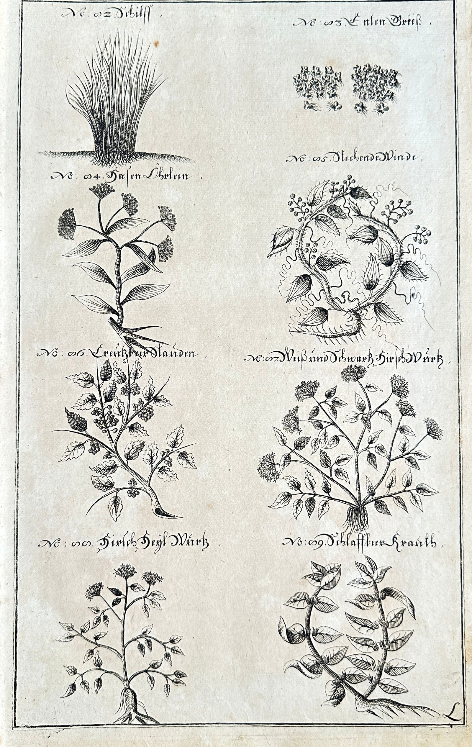 Johann Daniel Preissler (1666–1737) – Studies of Various Medicinal and Herbal Plants (1 of 3)