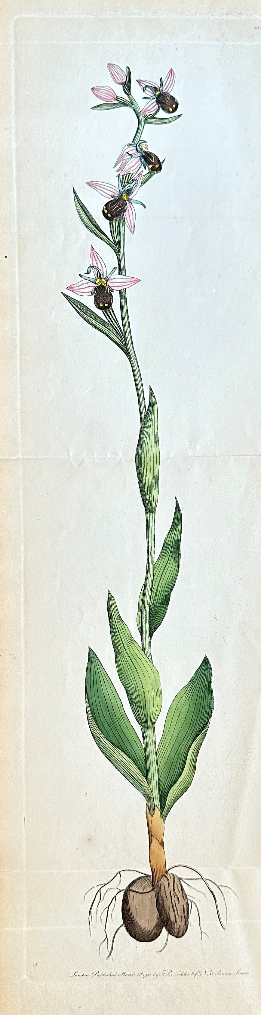 Frederick Polydore Nodder (fl. 1777–1800) – Botanical Study of a Flowering Orchid (1 of 3)