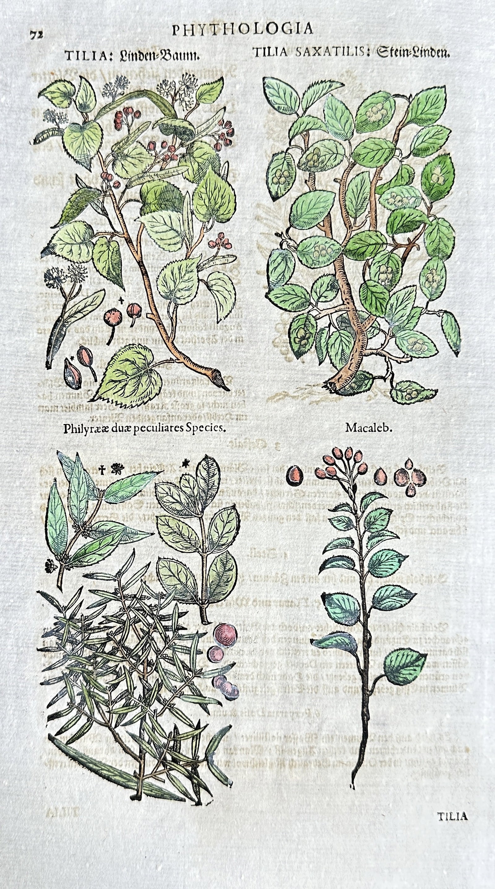 Johann Joachim Becher – Botanical Studies from Phytologia, including Tilia Species: This original 17th-century hand-coloured engraving, titled "PHYTHOLOGIA," presents detailed botanical studies of various plant forms, including different Tilia (Linden) species such as "Tilia: Linden-