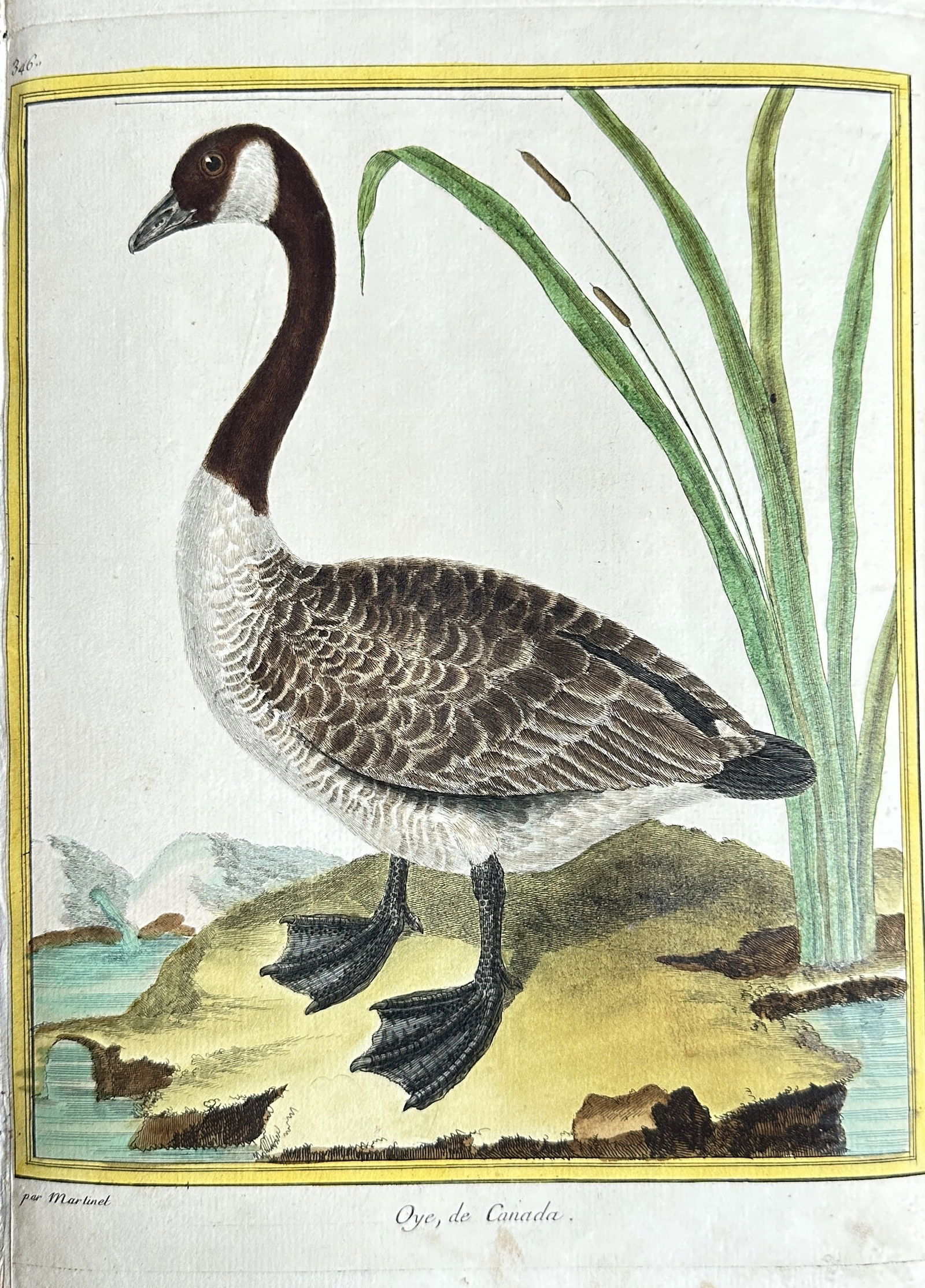 François-Nicolas Martinet (1731–1800) – Canada Goose – Hand-coloured Engraving (circa 1770) (1 of 3)
