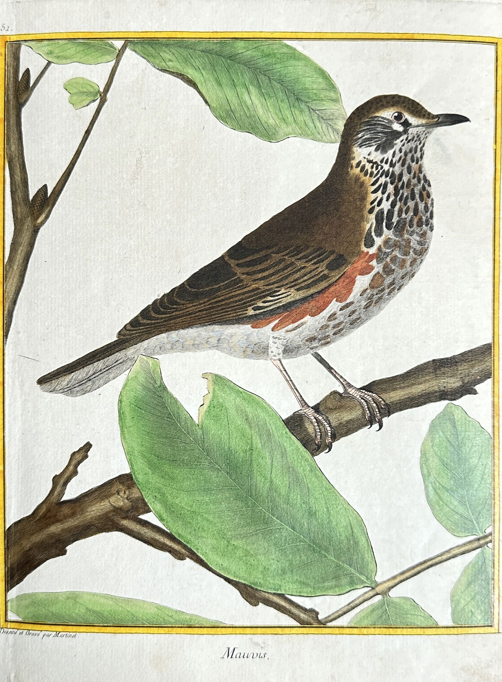 François-Nicolas Martinet (1731–1800) – Fieldfare (or Thrush Species) – Hand-coloured (1 of 3)