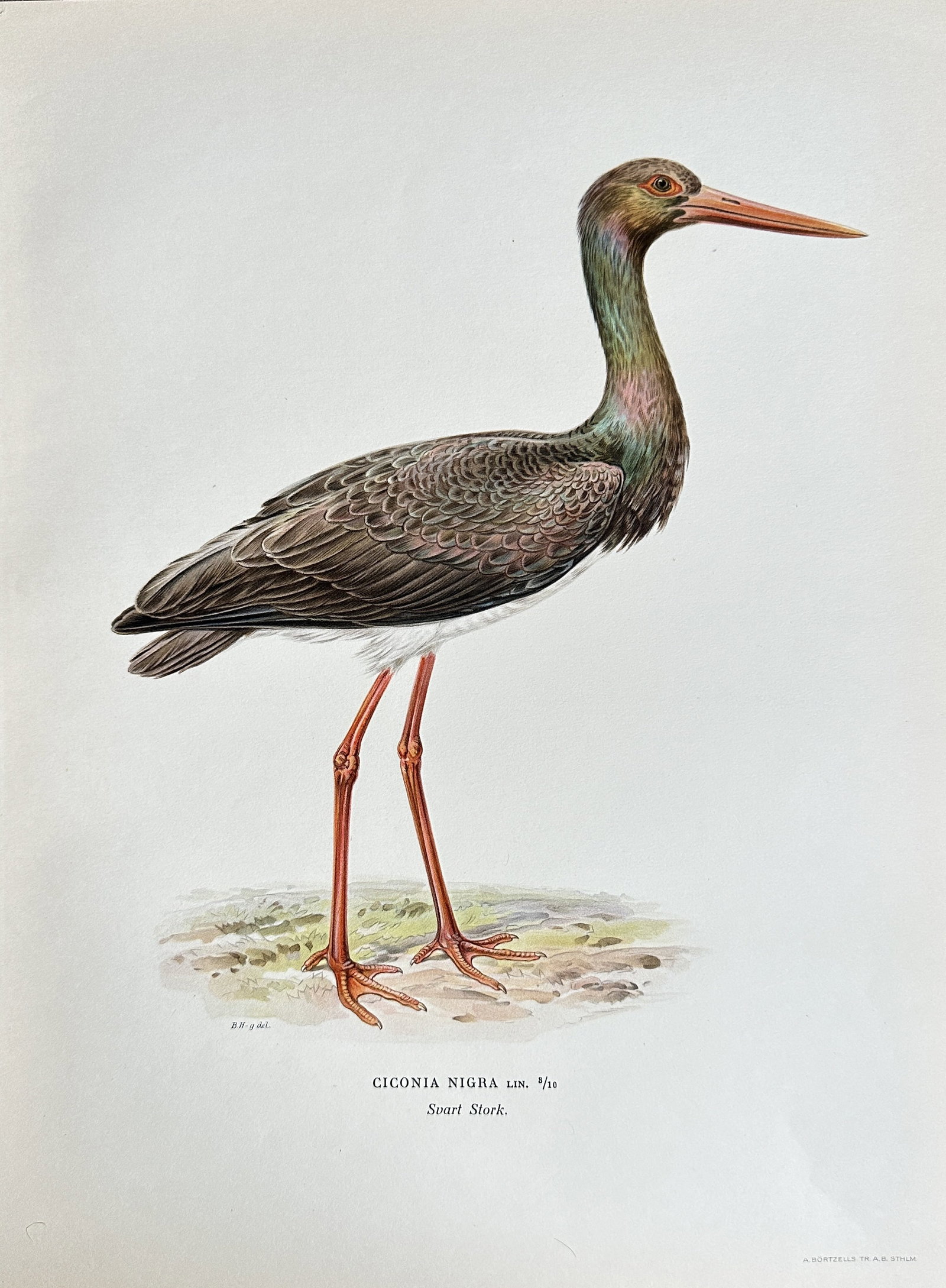 Magnus von Wright (1805–1868) – Black Stork (Ciconia Nigra) – Chromolithograph (circa 1920s): This original early 20th-century chromolithograph by Magnus von Wright depicts a Black Stork (Ciconia Nigra), as identified by the Latin inscription, also labeled "Swart Stork" in Swedish. The bird is