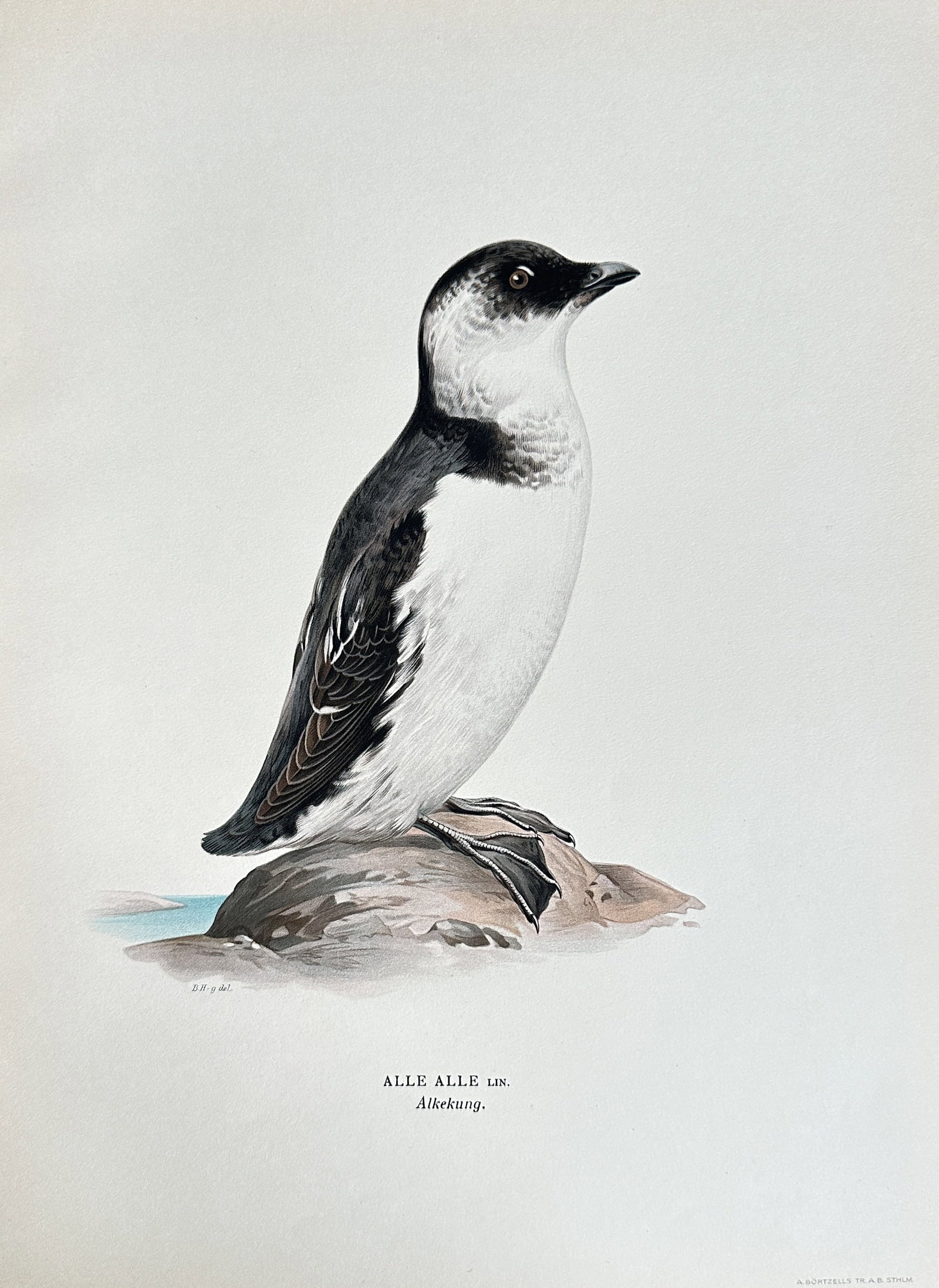 Magnus von Wright (1805–1868) – Little Auk / Dovekie (Alle alle) – Chromolithograph (circa: This original early 20th-century chromolithograph by Magnus von Wright depicts a Little Auk, also known as a Dovekie (Alle alle), identified by the Latin and Swedish inscription "Alkekung." The bird i