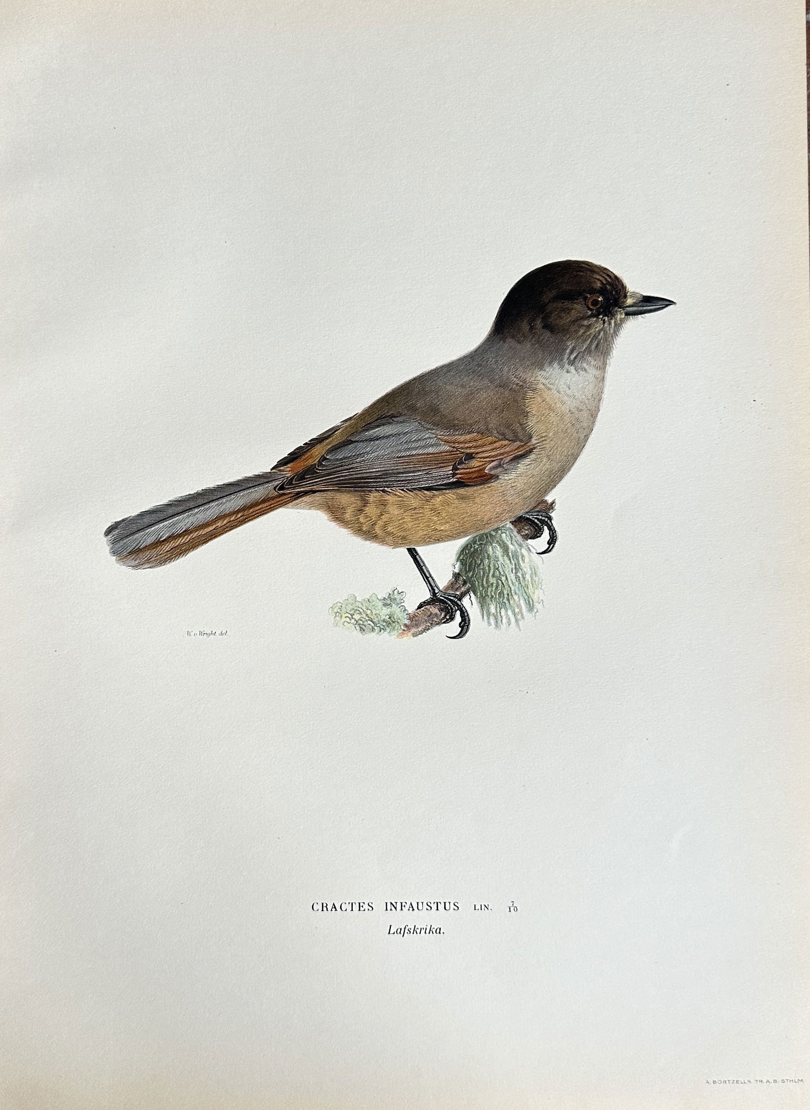 Magnus von Wright (1805–1868) – Siberian Jay (Cractes Inpaustus) – Chromolithograph (circa (1 of 2)