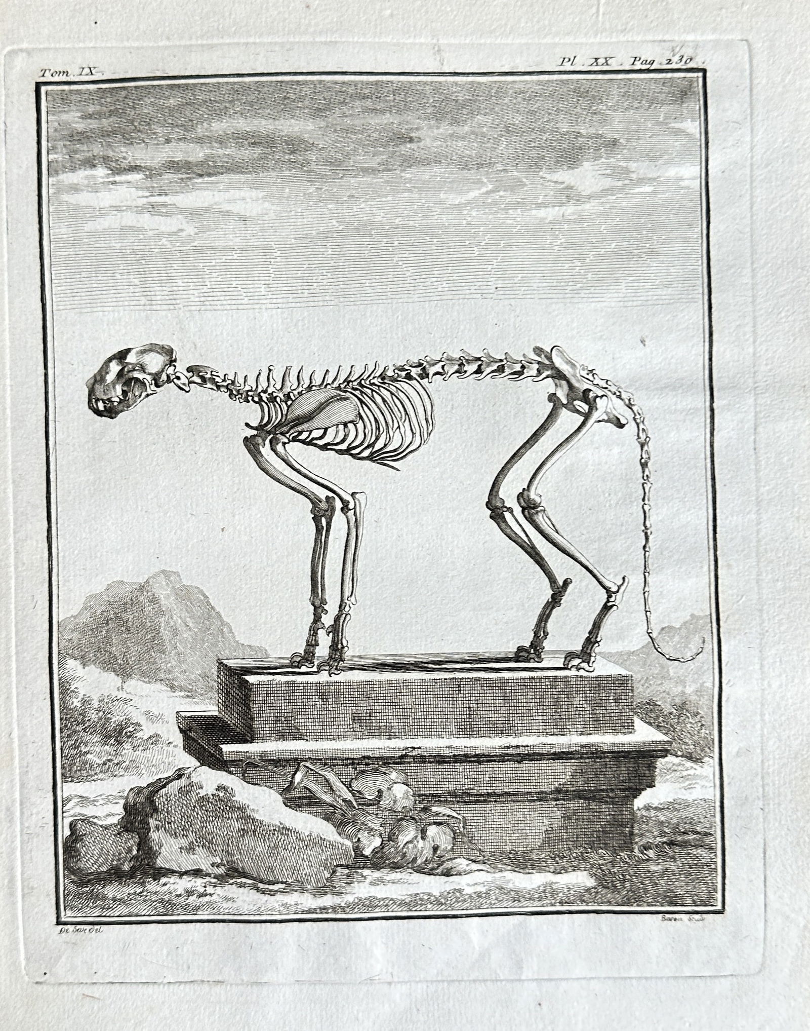 Georges-Louis Leclerc, Comte de Buffon (1707–1788) – Skeleton of a Large Cat – Engraving: This original 18th-century engraving presents a detailed anatomical study of a large quadruped skeleton, likely that of a leopard or panther. The full skeleton is depicted in profile, standing poised