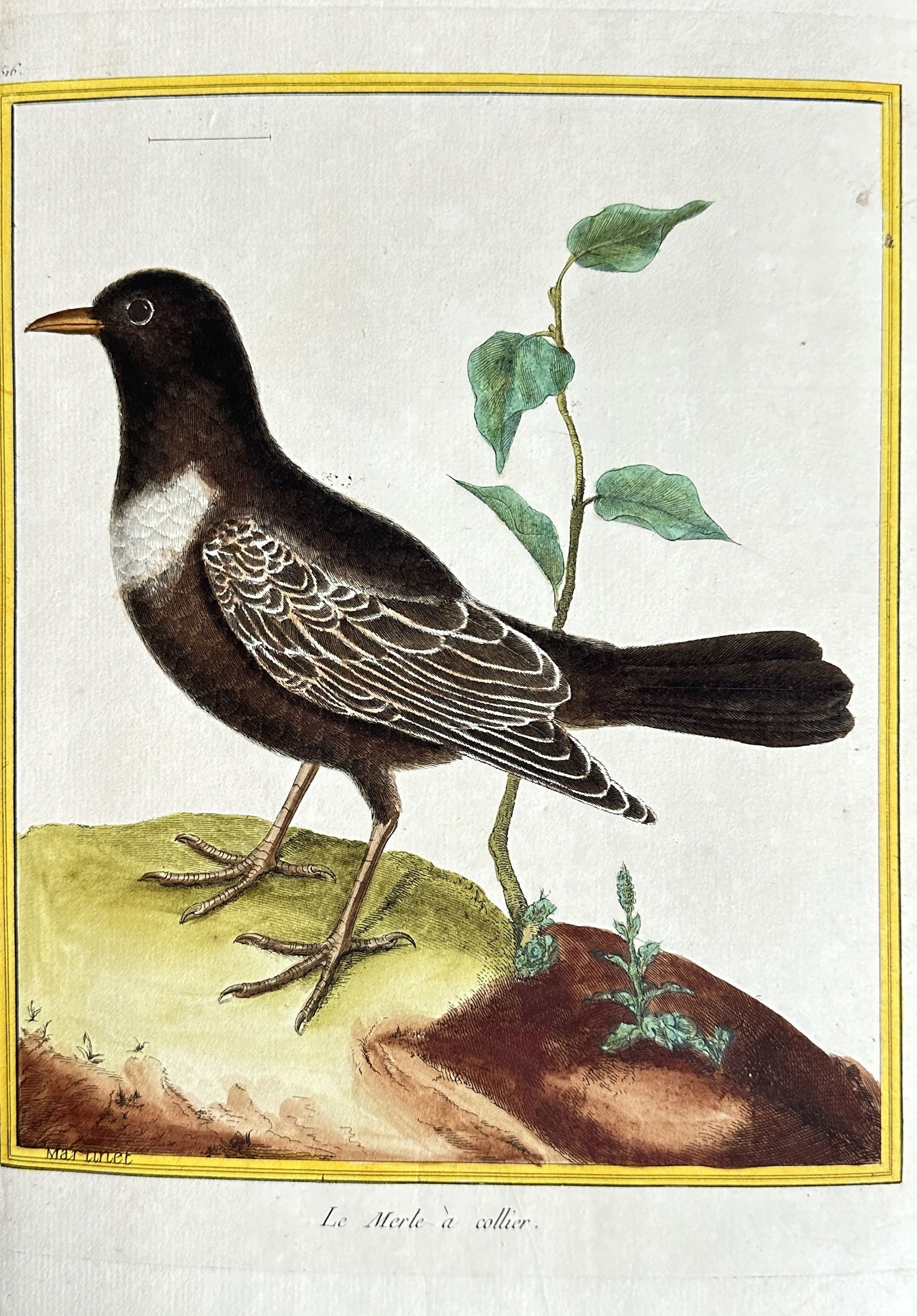 François-Nicolas Martinet (1731–1800) – Ring Ouzel – Hand-coloured Engraving (circa 1770) (1 of 3)