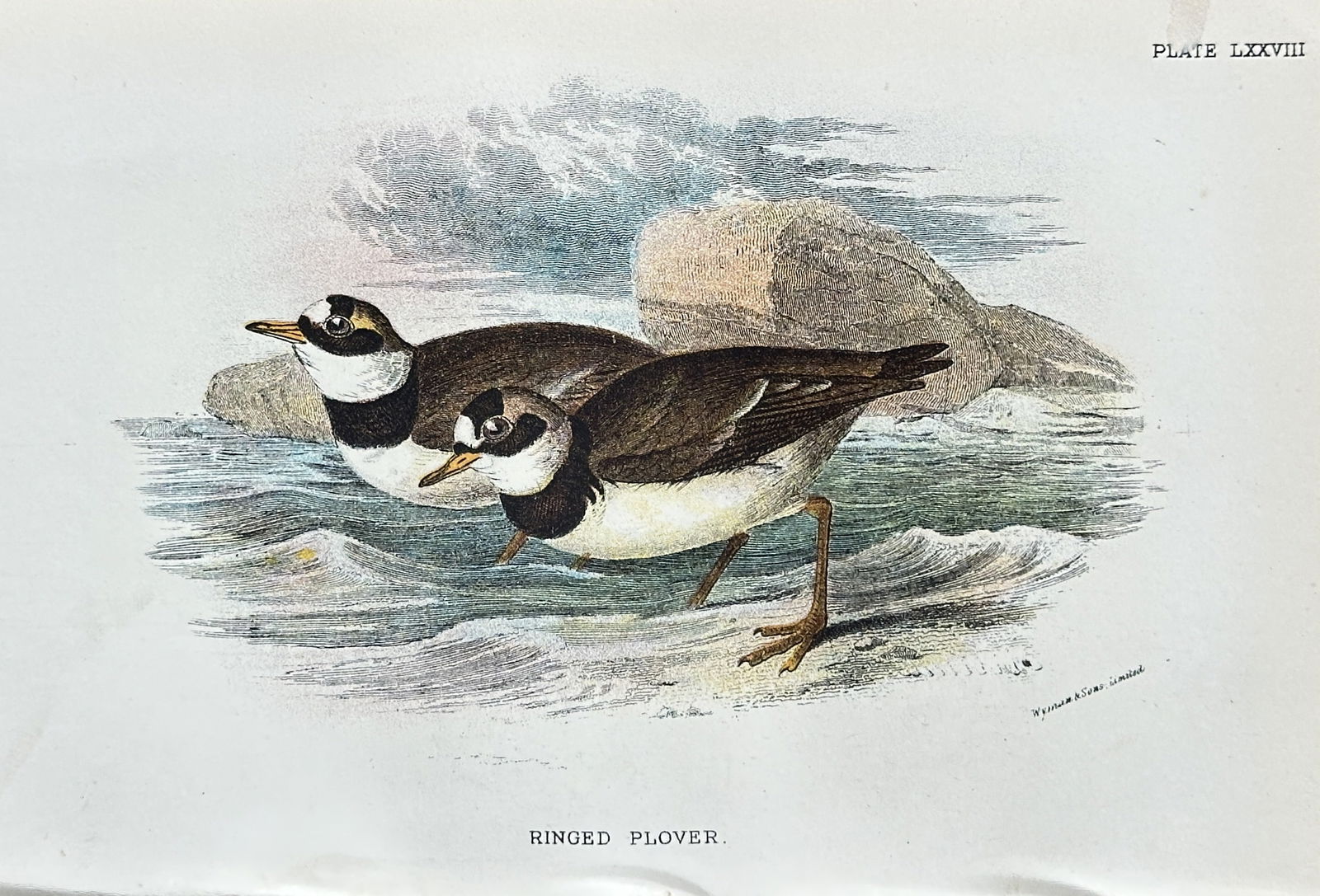 Richard Bowdler Sharpe (1847–1909) – Ringed Plover – Chromolithograph (circa 1890s) (1 of 2)