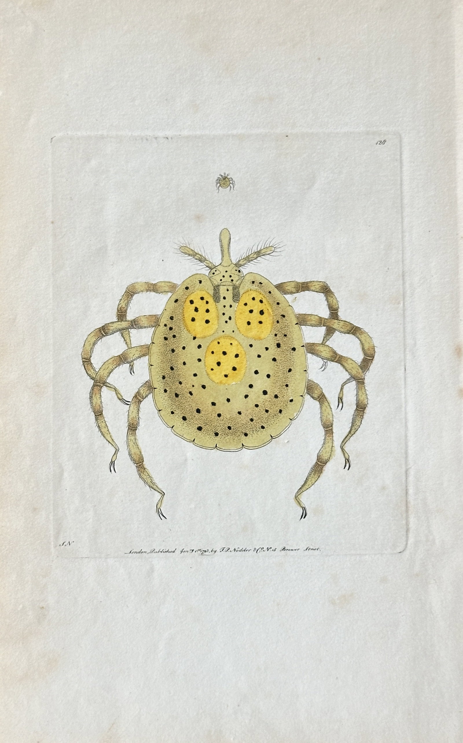 Frederick P. Nodder – Detailed Illustration of a Tick (Dog Tick) – Hand-coloured Engraving (1 of 3)