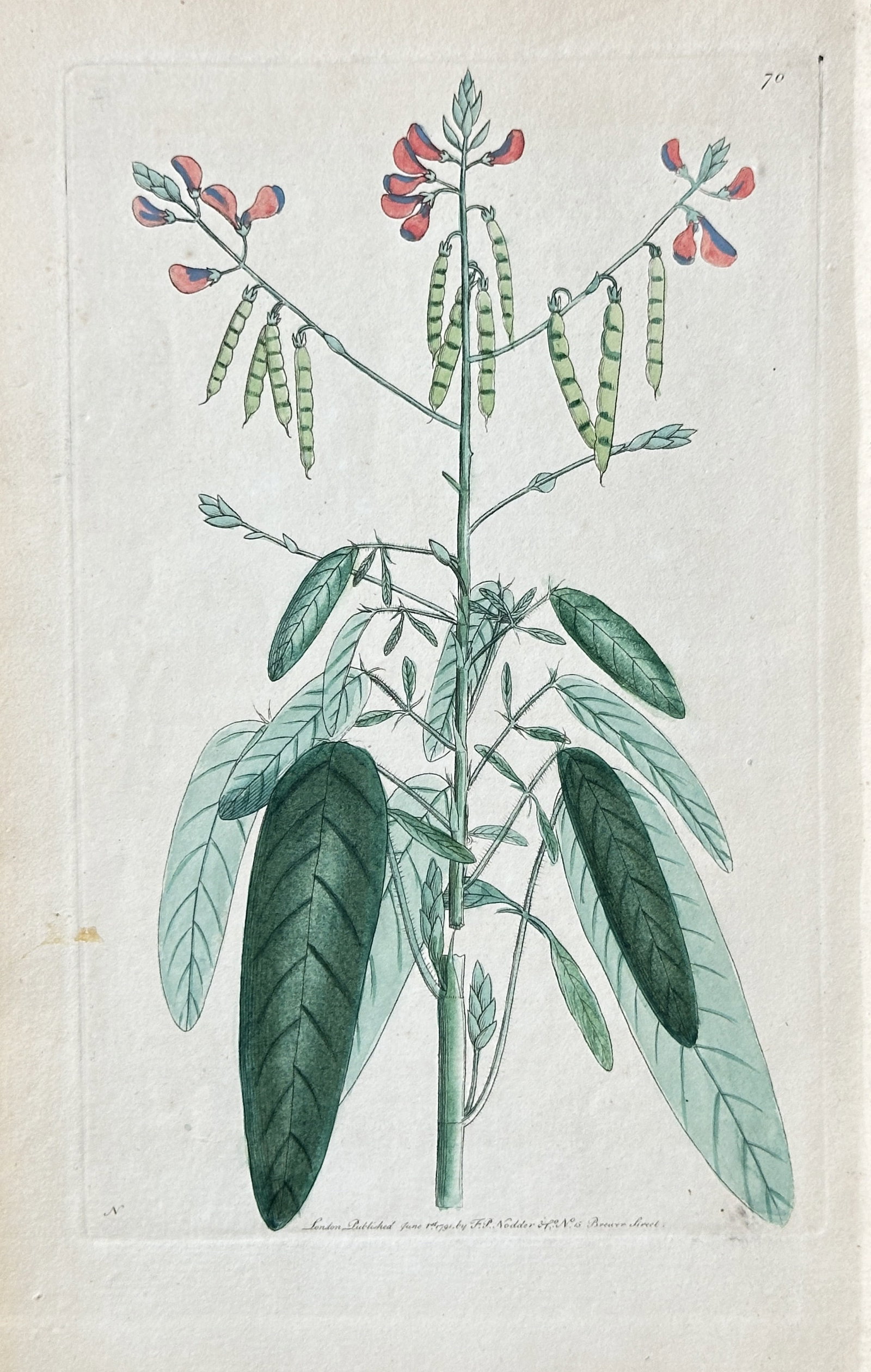 Frederick P. Nodder – Botanical Illustration of a Crotalaria Species – Hand-coloured Engraving (1 of 3)