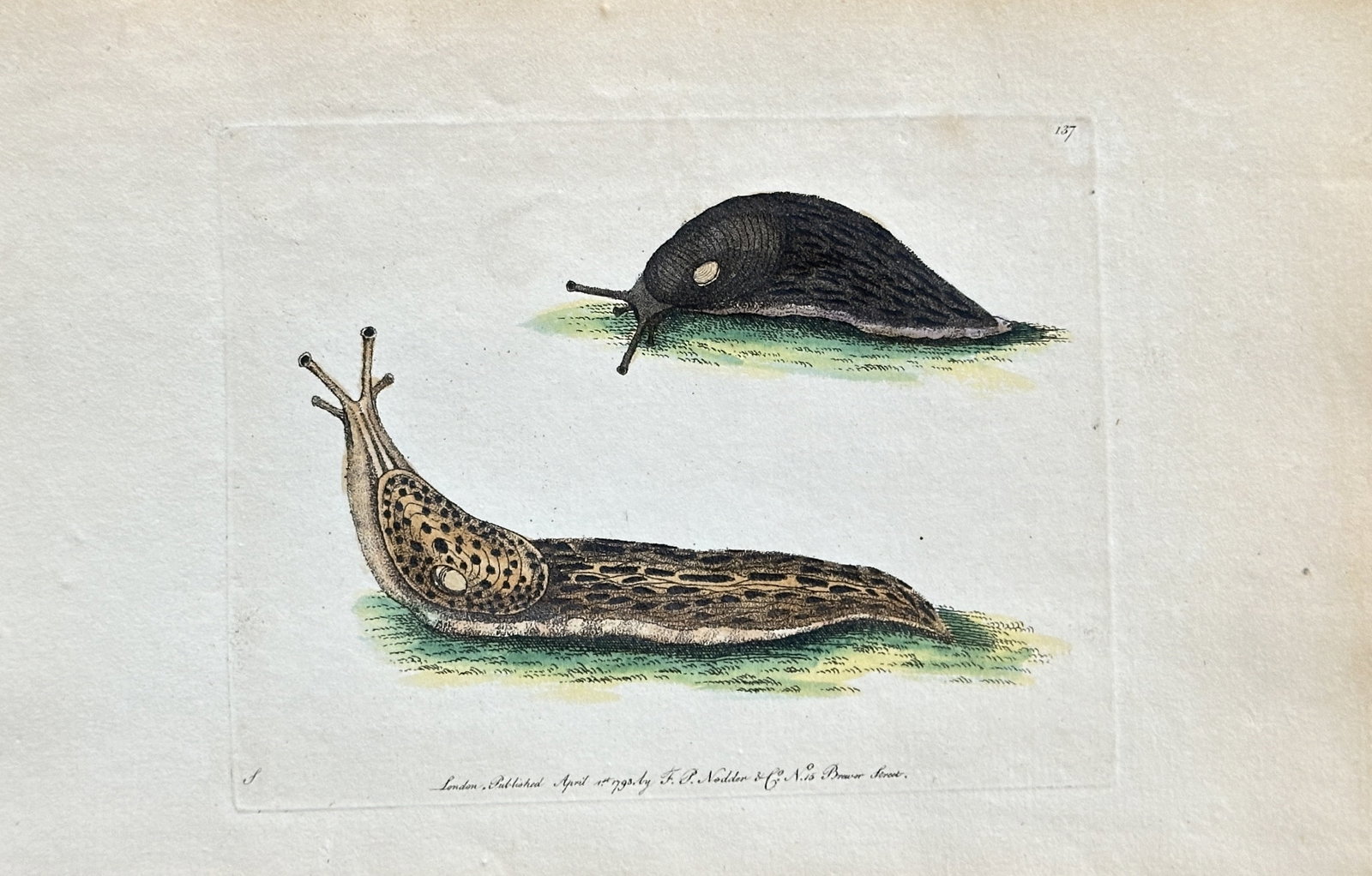 Frederick P. Nodder – Terrestrial Slugs (Leopard Slug and Black Slug) – Hand-coloured Engraving (1 of 3)