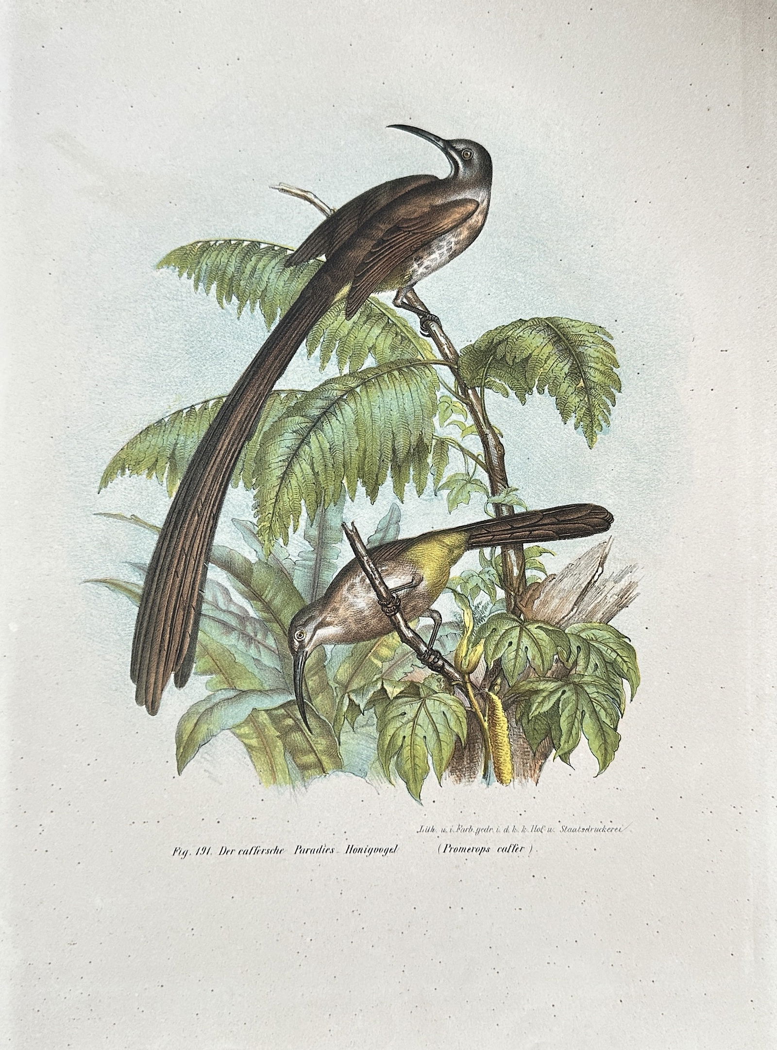 Leopold Fitzinger – Two Southern Honeyeater Species – Chromolithograph (circa 1850s) (1 of 3)