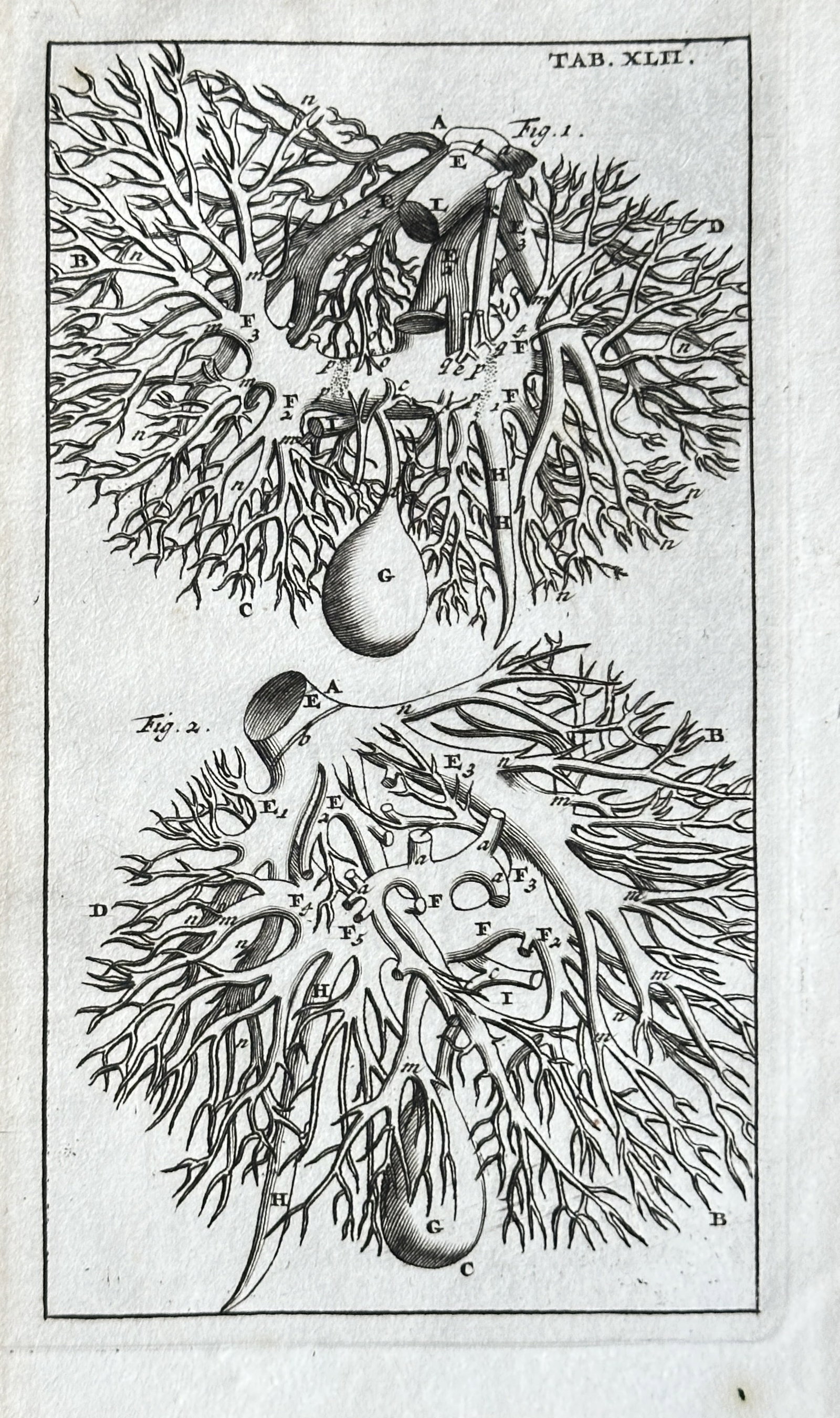 Steven Blankaart (1650–1702) – Anatomical Study of Glands/Secretory Organs – Engraving: This original 17th-century engraving by Steven Blankaart presents a detailed anatomical study of complex glandular or secretory organs. The plate displays two distinct figures, labeled "Fig. 1" and "F