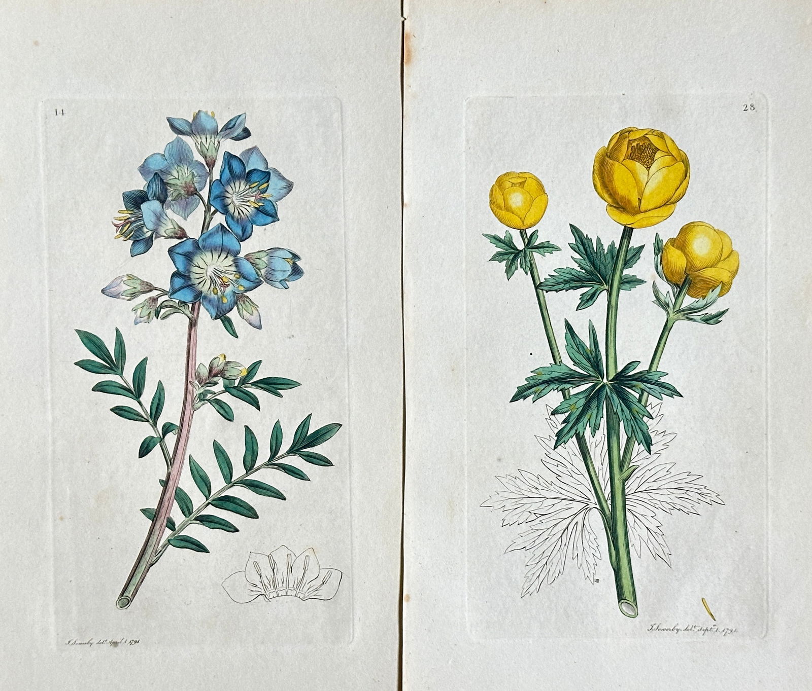 James Sowerby –Set of 2:Studies from English Botany: Upright Larkspur and Mountain Globe-flower (1 of 3)