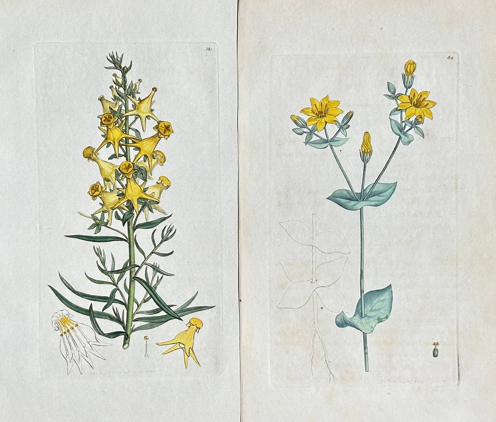 James Sowerby–Set of 2:Studies from English Botany: Yellow Loosestrife and Marsh Pennywort: This set features two exquisite hand-coloured engravings by James Sowerby, both originating from his seminal publication, "English Botany," a monumental work developed in collaboration with botanist S