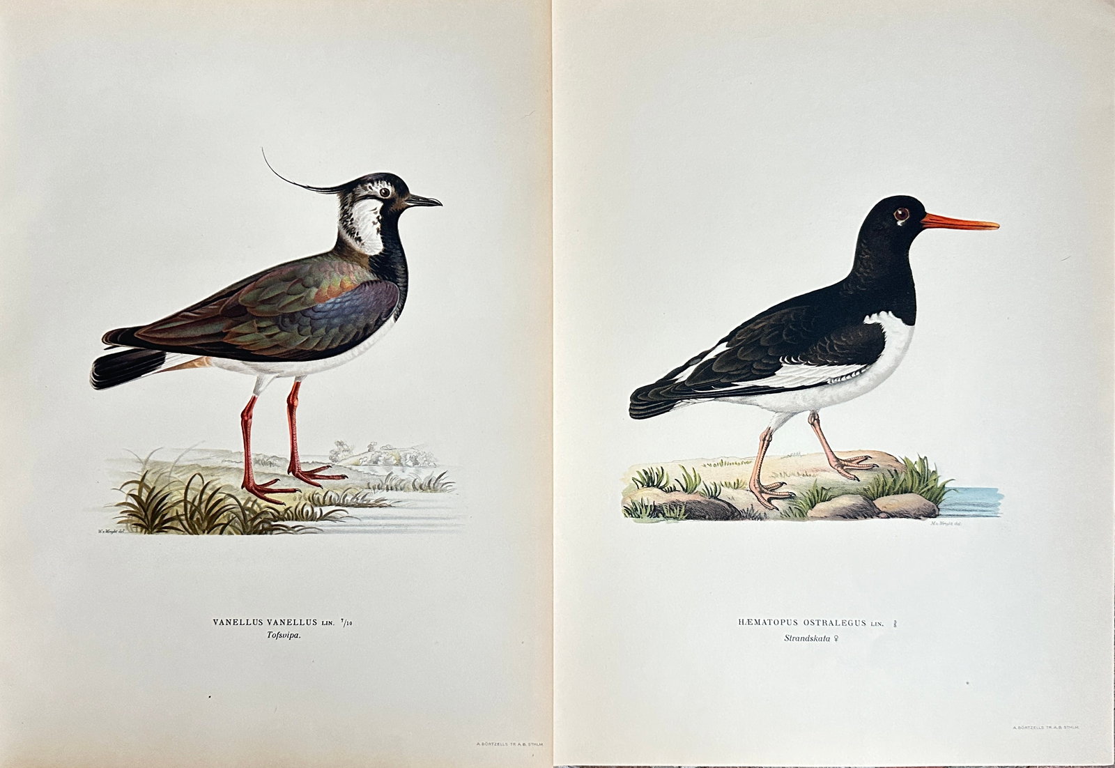 Wilhelm von Wright – Set of 2:Studies from Svenska Fåglar: Lapwing and Oystercatcher: This set features two detailed ornithological chromolithographs by Wilhelm von Wright, originating from the monumental work "Svenska Fåglar" (Swedish Birds). The first print meticulously depicts a La