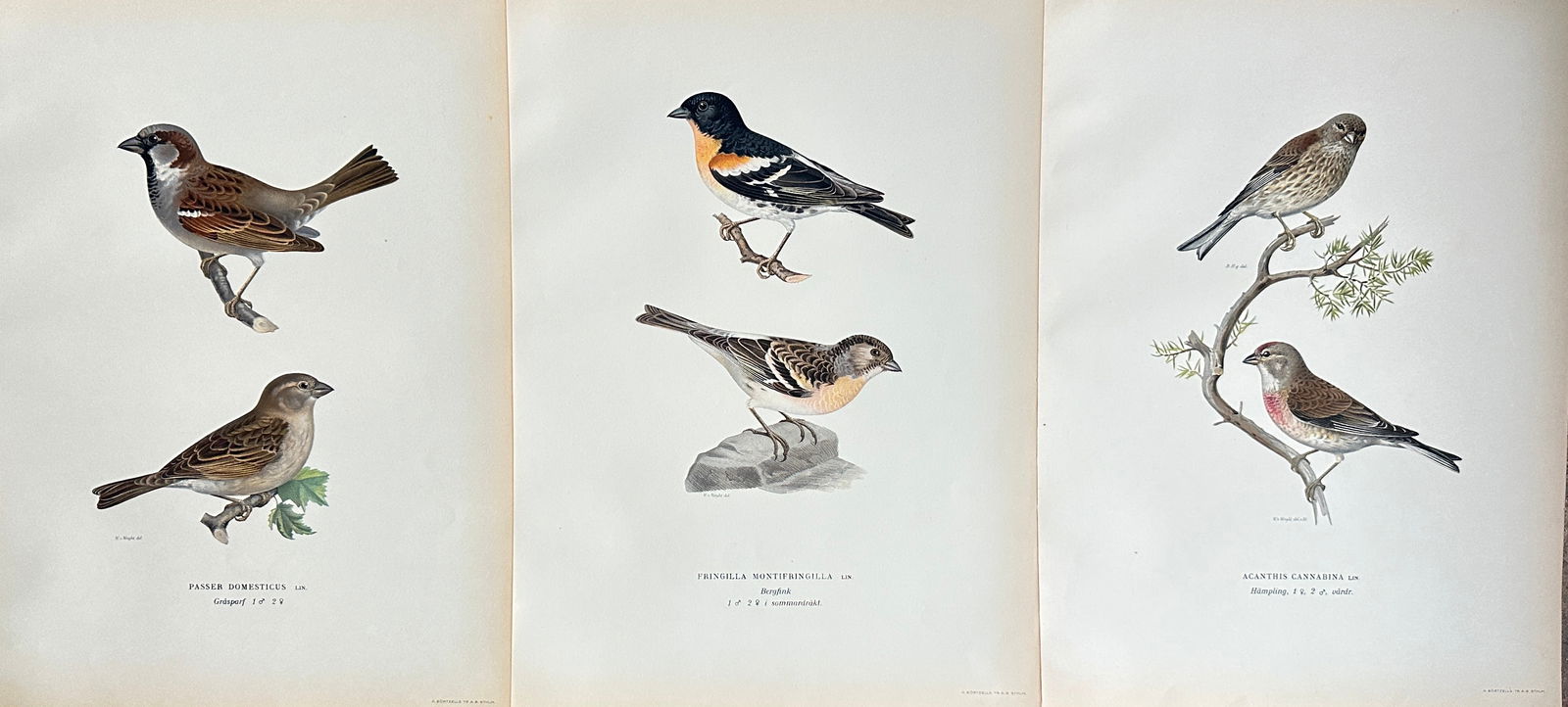 Wilhelm von Wright – Set of 3 Studies from Svenska Fåglar: Tree Sparrow, Brambling, and Linnet (1 of 2)