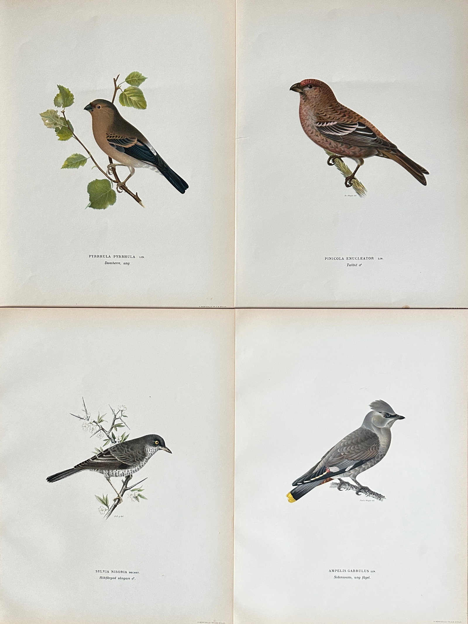 Wilhelm von Wright – Set of 4 Studies from Svenska Fåglar: Greenfinch, Pine Grosbeak, Red-backed: This set features four exquisite ornithological chromolithographs by Wilhelm von Wright, all originating from the renowned work "Svenska Fåglar" (Swedish Birds). The first print (top left) meticulous
