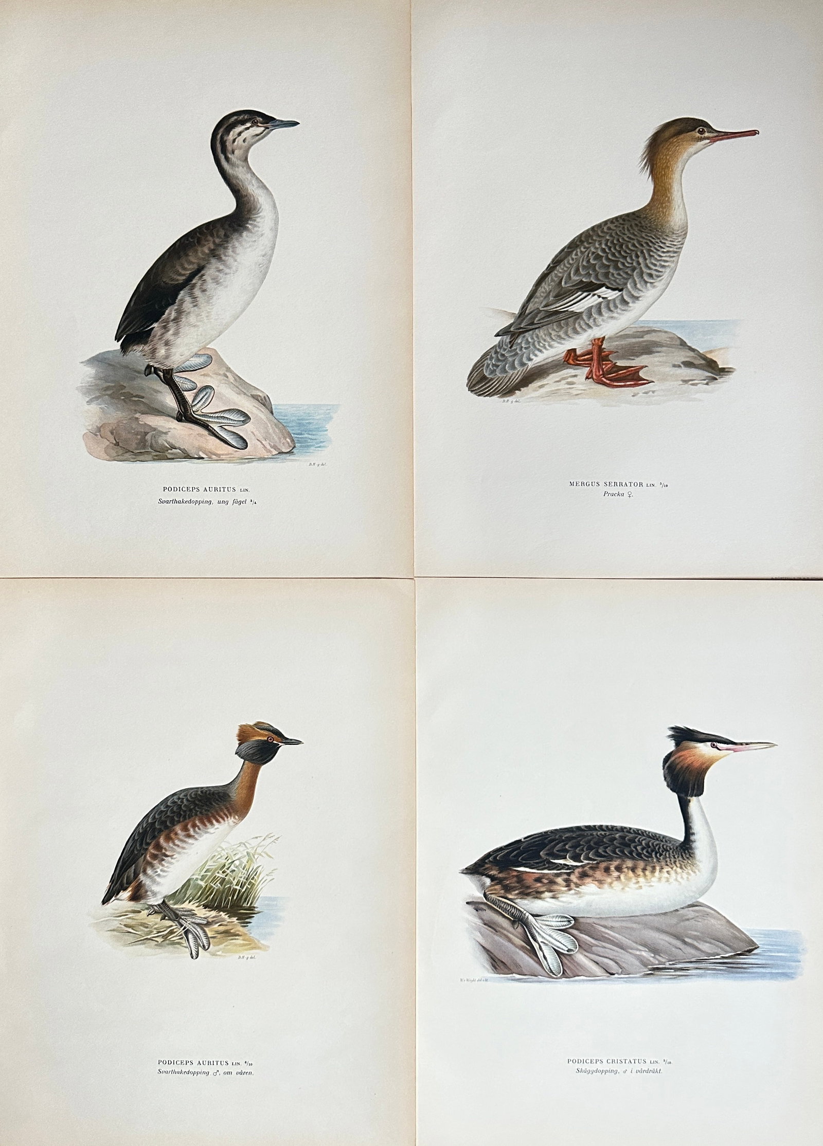Wilhelm von Wright – Set of 4 Studies from Svenska Fåglar: Great Crested Grebe, Horned Grebe,: This set features four exquisite ornithological chromolithographs by Wilhelm von Wright, all originating from the renowned work "Svenska Fåglar" (Swedish Birds). Each print meticulously depicts a dif