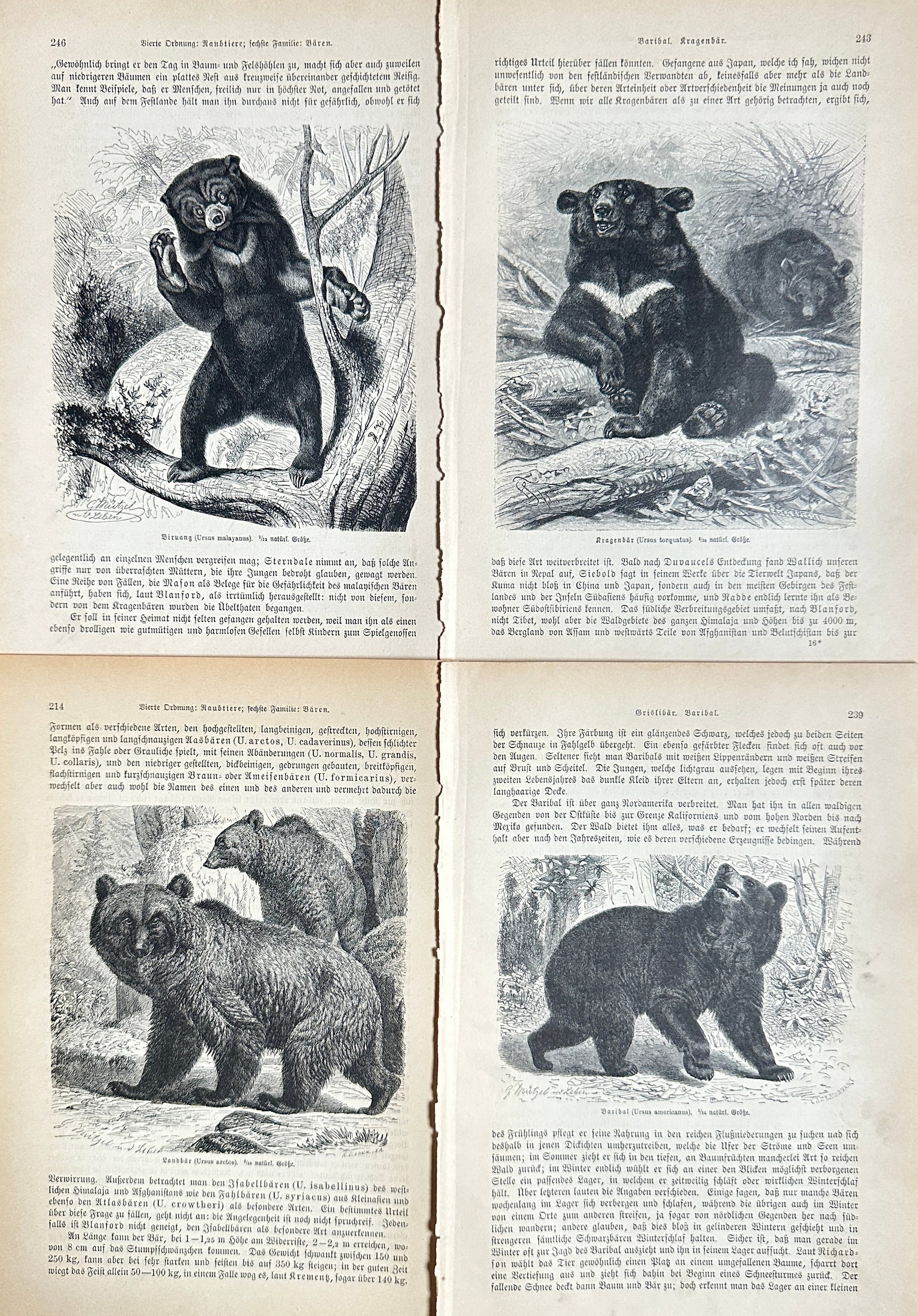 after Alfred Edmund Brehm – Set of 4: Bear Species from Brehms Tierleben: Malayan Sun Bear: This set features four detailed woodcut illustrations of various bear species, originating from "Brehms Tierleben : allgemeine Kunde des Tierreichs" by Alfred Edmund Brehm, a prominent zoological ency