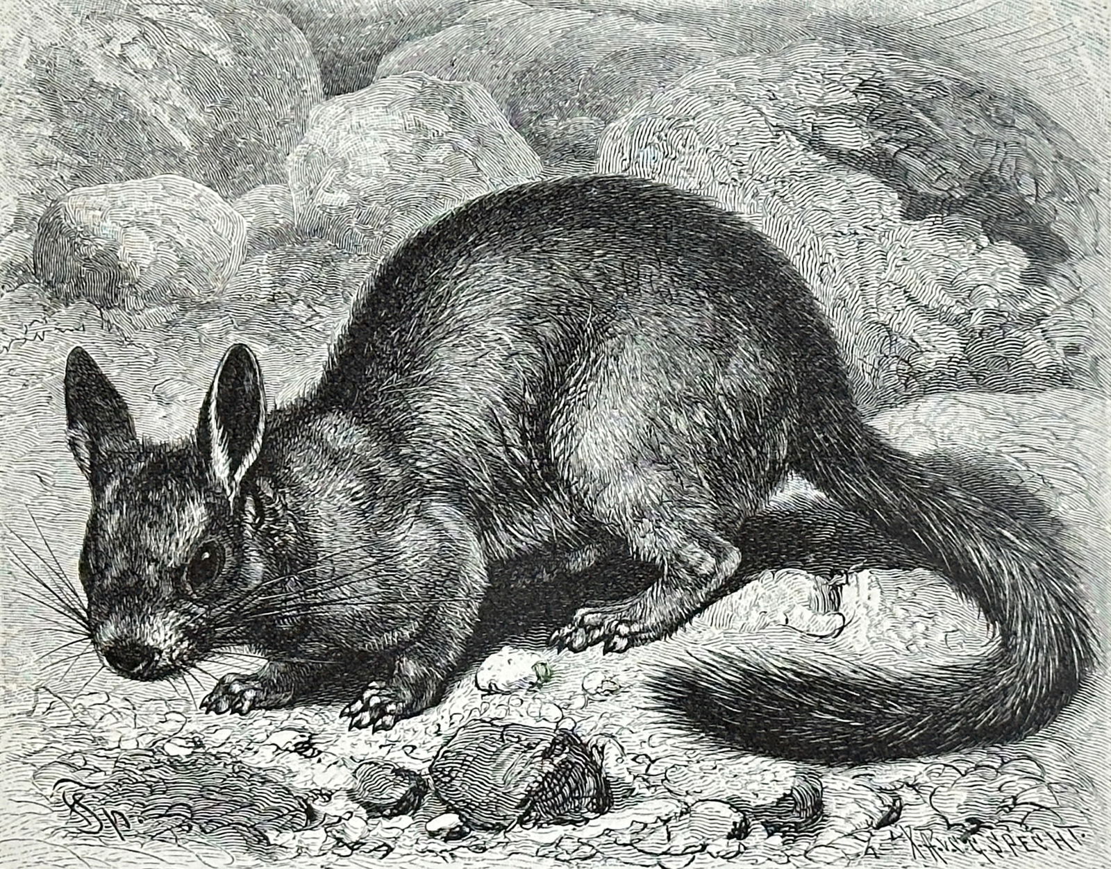 after Alfred Edmund Brehm – Set of 16: Various Animal Species from Brehms Tierleben – Woodcuts (1 of 7)