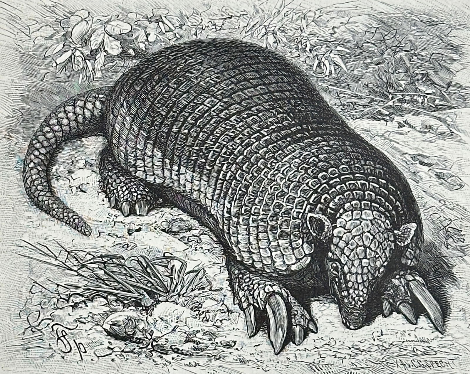 after Alfred Edmund Brehm – Set of 38: Various Animal Species from Brehms Tierleben – Woodcuts (1 of 11)