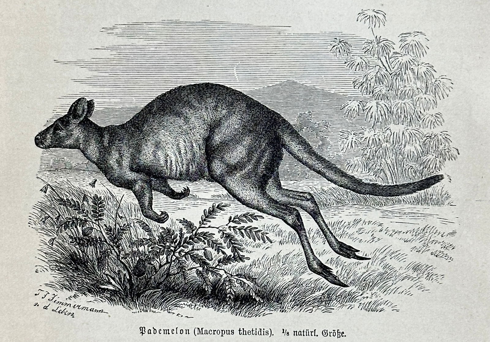 after Alfred Edmund Brehm – Set of 22: Various Animal Species from Brehms Tierleben – Woodcuts (1 of 8)