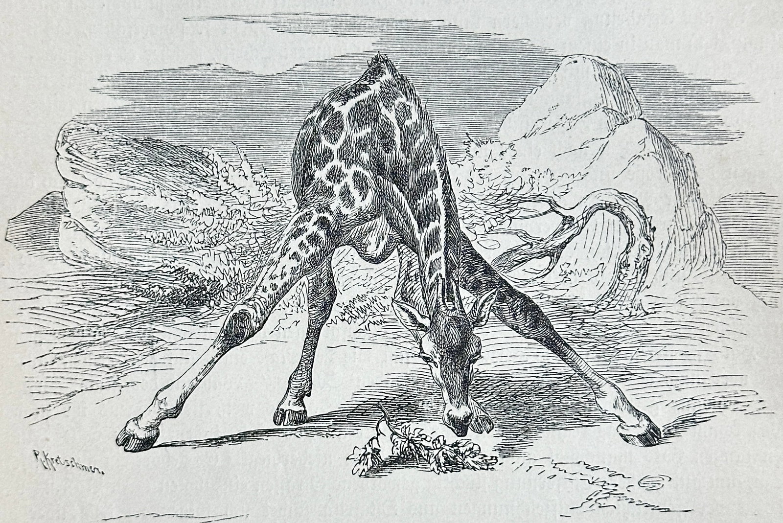 after Alfred Edmund Brehm – Set of 13: Various Animal Species from Brehms Tierleben – Woodcuts: This extensive set features 13 detailed woodcut illustrations depicting various animal species, all originating from "Brehms Tierleben : allgemeine Kunde des Tierreichs : mit 1800 Abbildungen im Text,
