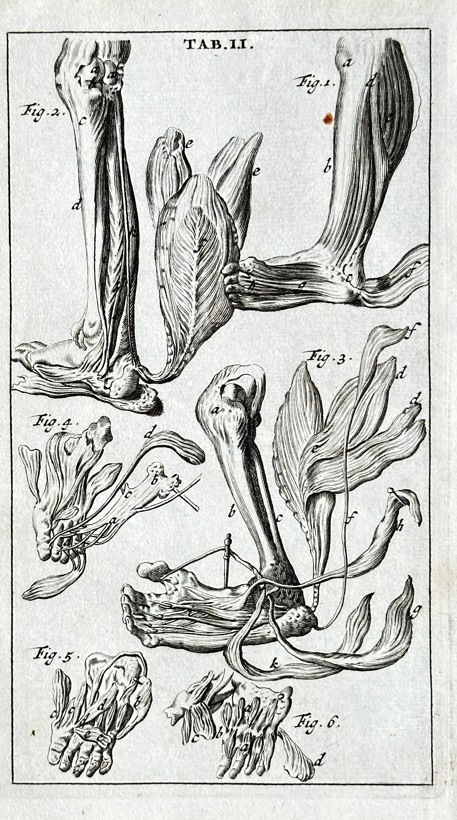 Steven Blankaart – Anatomical Study of the Muscles and Bones of the Human Foot and Leg (1 of 3)