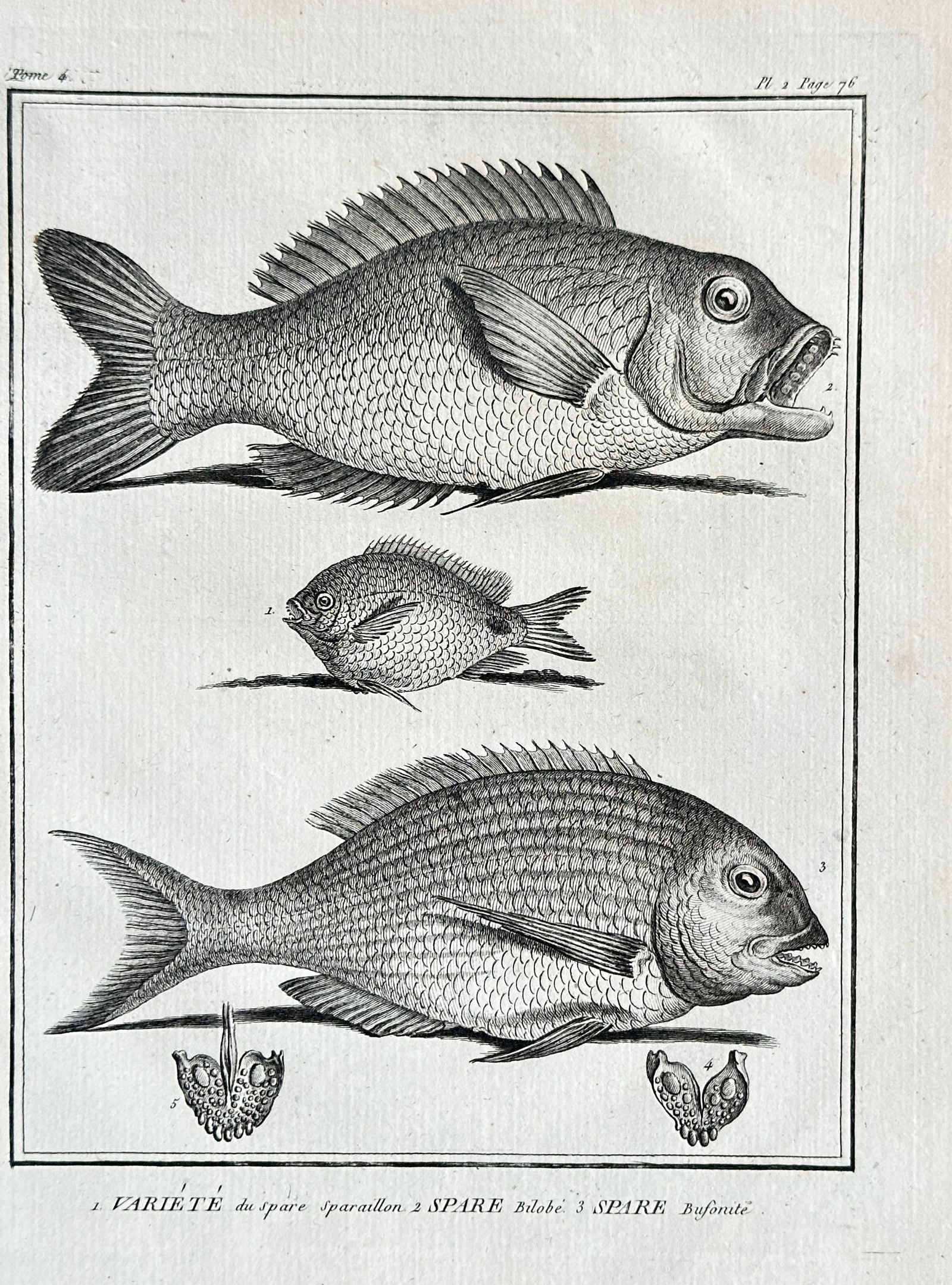 Georges-Louis Leclerc, Comte de Buffon – Studies of Sparid Fish Varieties – Engraving (1 of 3)