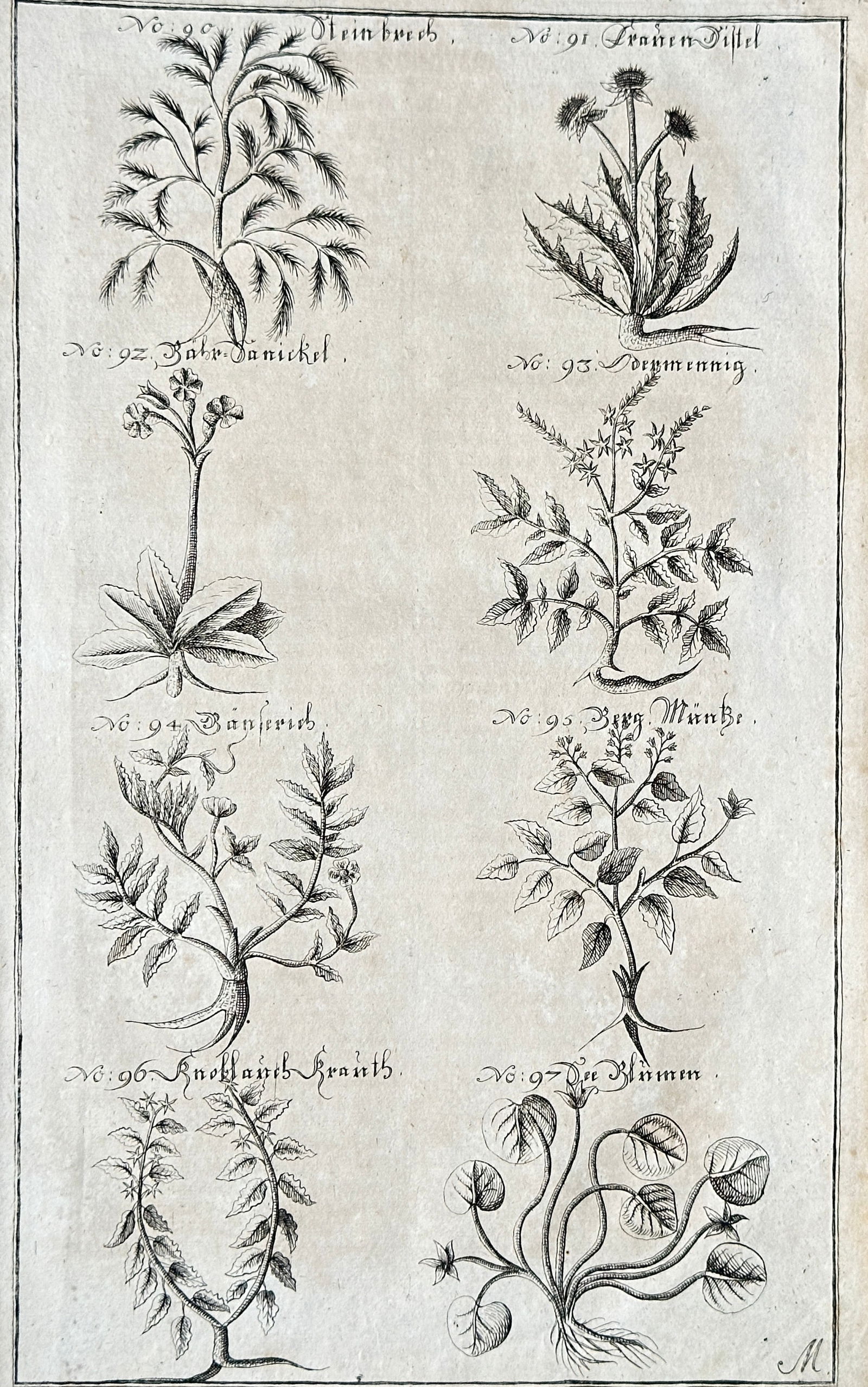 Nicholas Culpeper – Various Botanical Studies from Culpeper's Herbal – Engraving (18th Century) (1 of 3)