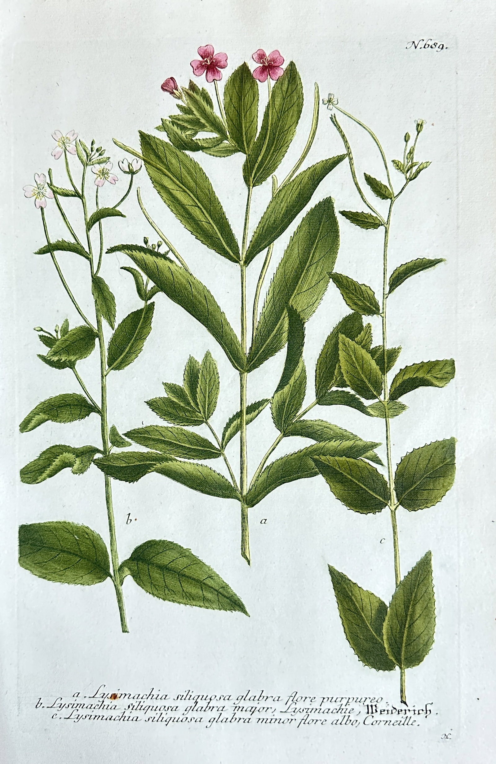 Johann Wilhelm Weinmann – Lysimachia (Loosestrife) Species – Hand-colored Mezzotint Engraving (1 of 3)