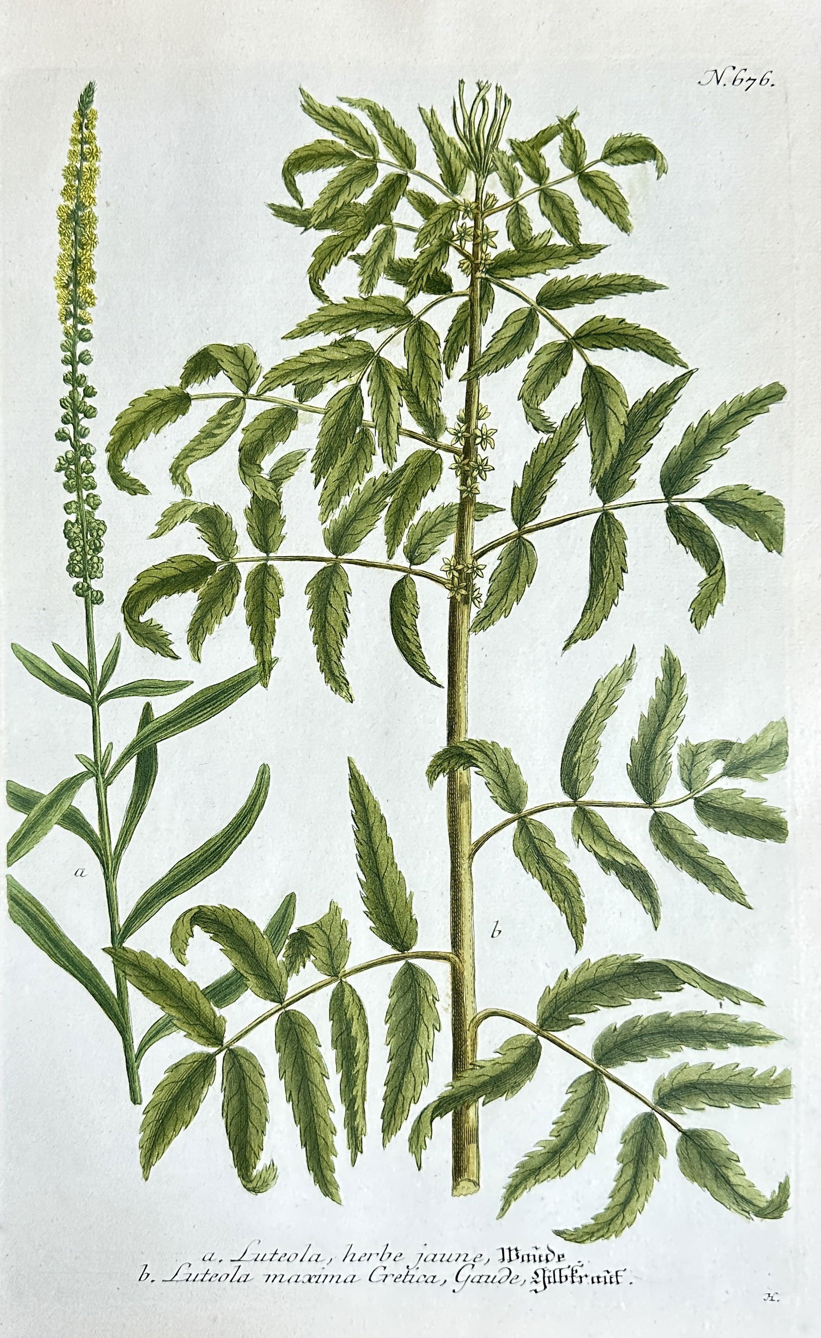 Johann Wilhelm Weinmann – Studies of Lysimachia Luteola (Golden-rod) – Hand-colored Engraving (1 of 3)