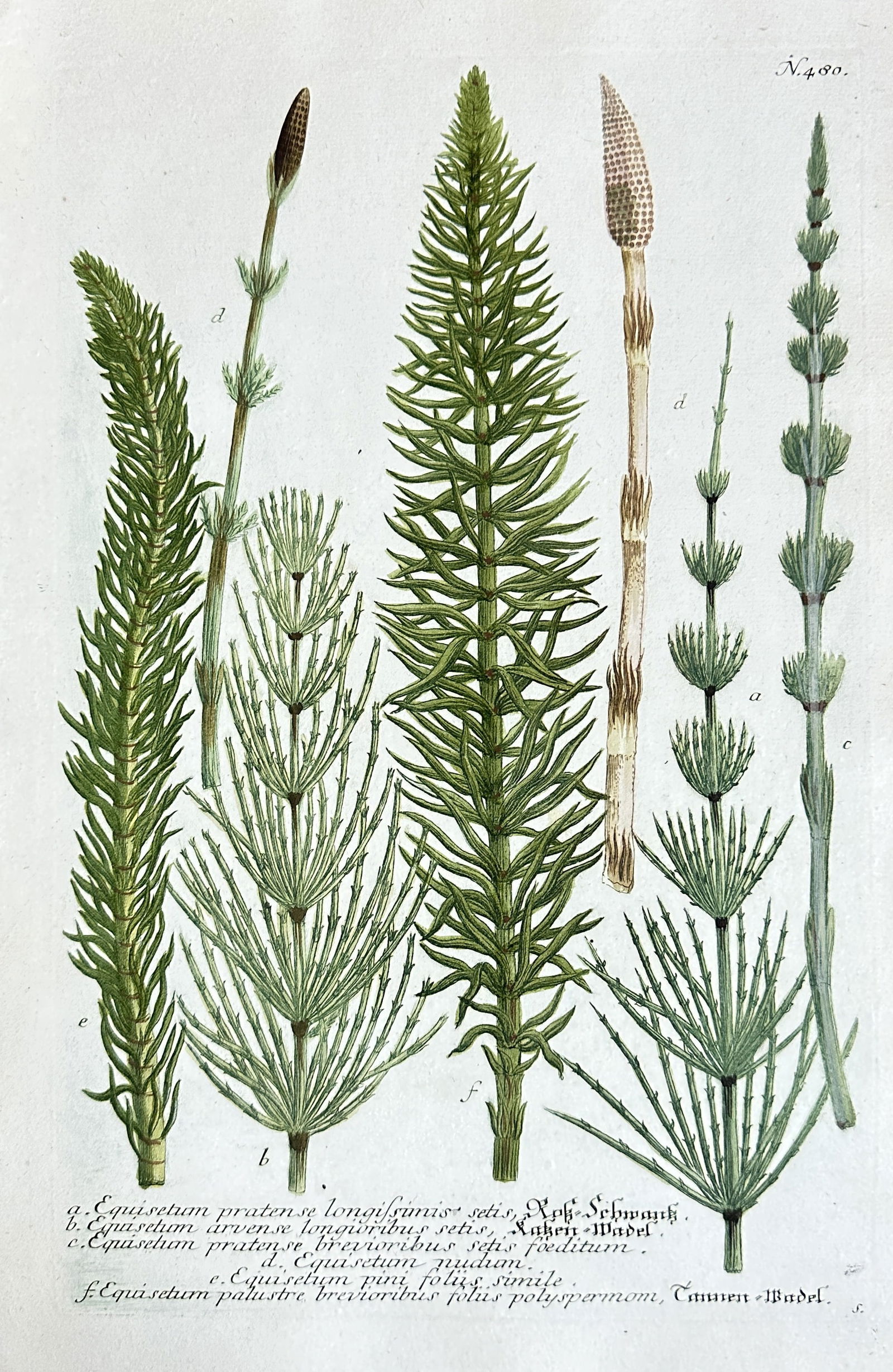 Johann Wilhelm Weinmann – Studies of Equisetum (Horsetails) – Hand-colored Engraving: This hand-colored engraving by Johann Wilhelm Weinmann presents a meticulous botanical study of various horsetail species from the genus Equisetum from his seminal work Phytanthoza iconographia. The p