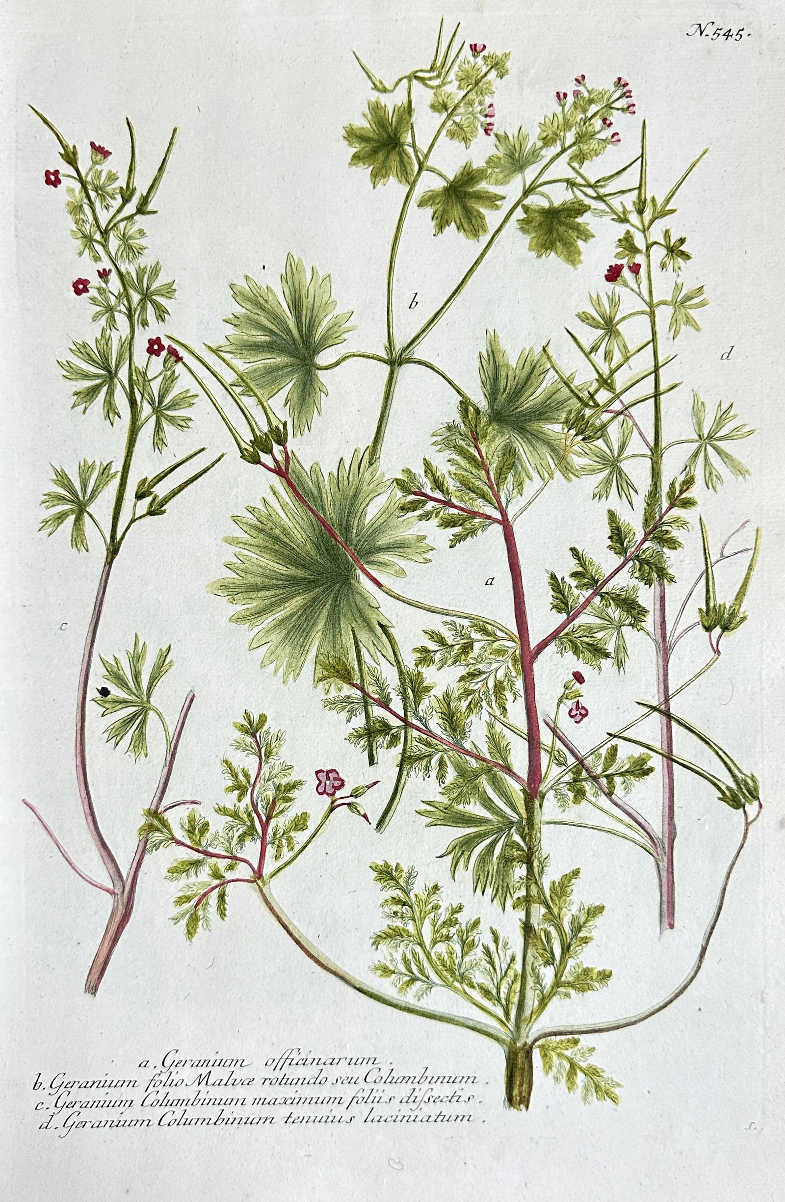 Johann Wilhelm Weinmann – Studies of Geranium Varieties – Hand-colored Engraving (1737–1745) (1 of 3)