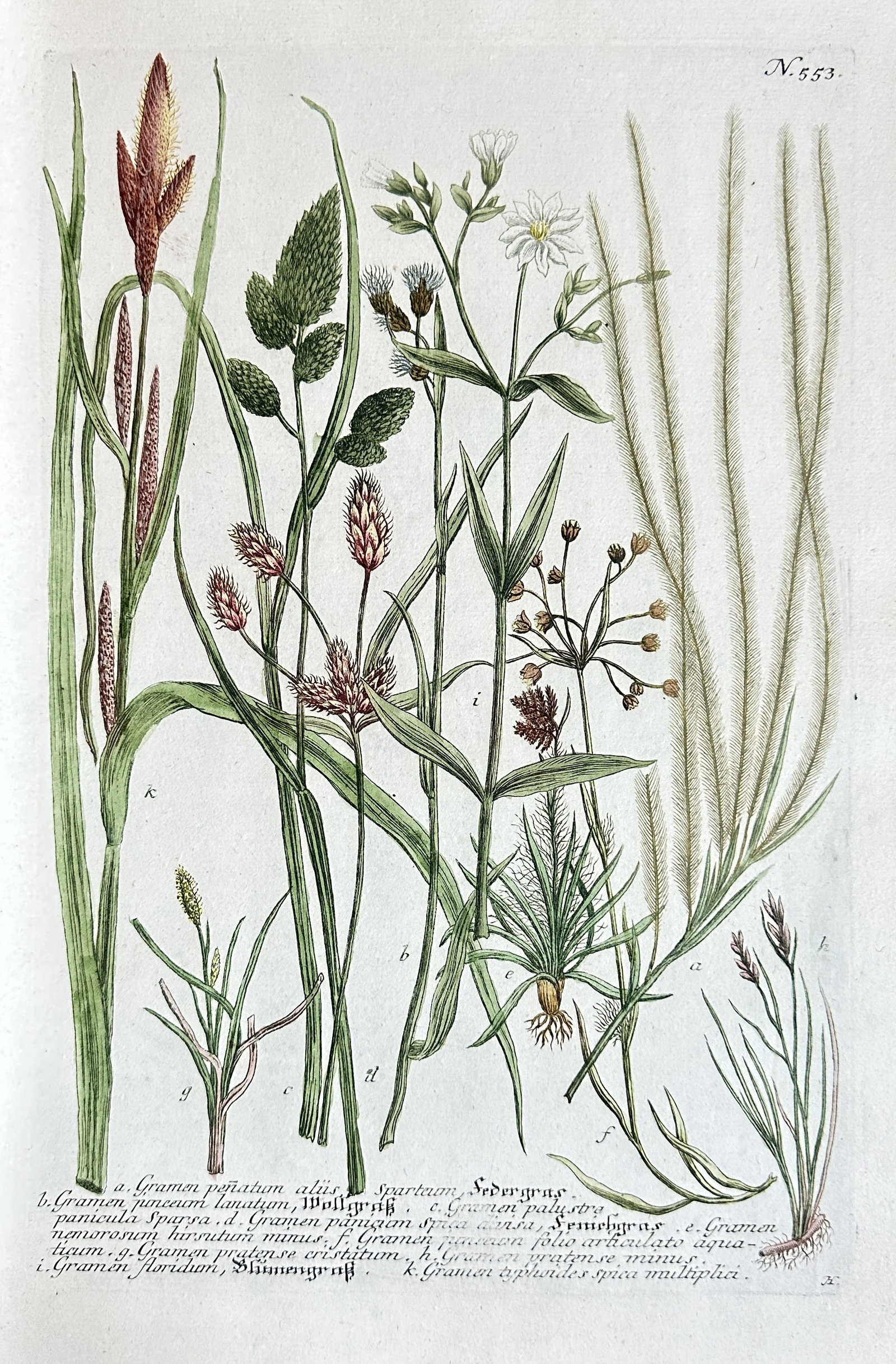 Johann Wilhelm Weinmann – Studies of Grasses, Sedges, and Rushes – Hand-colored Engraving: This hand-colored engraving by Johann Wilhelm Weinmann presents a meticulous botanical study of various grasses, sedges, and rushes from his seminal work Phytanthoza iconographia. The print, Plate 553
