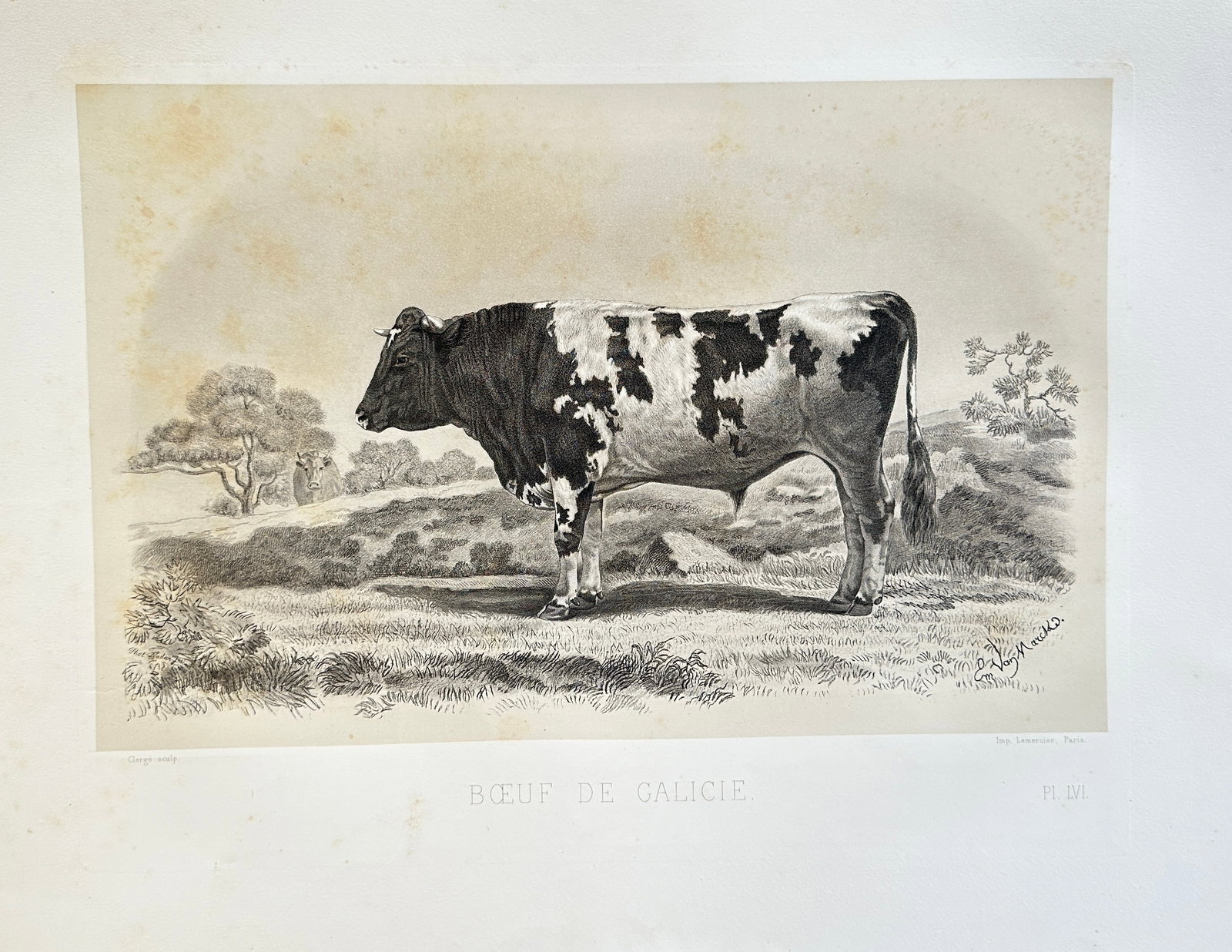 Émile Baudement – Galician Bull: Individual Study of the Breed – Heliogravure print: This detailed print presents a striking depiction of a "BOEUF DE GALICIE" (Bull of Galicia), showcasing a distinct individual of this notable cattle breed. The bull is portrayed in profile, standing p