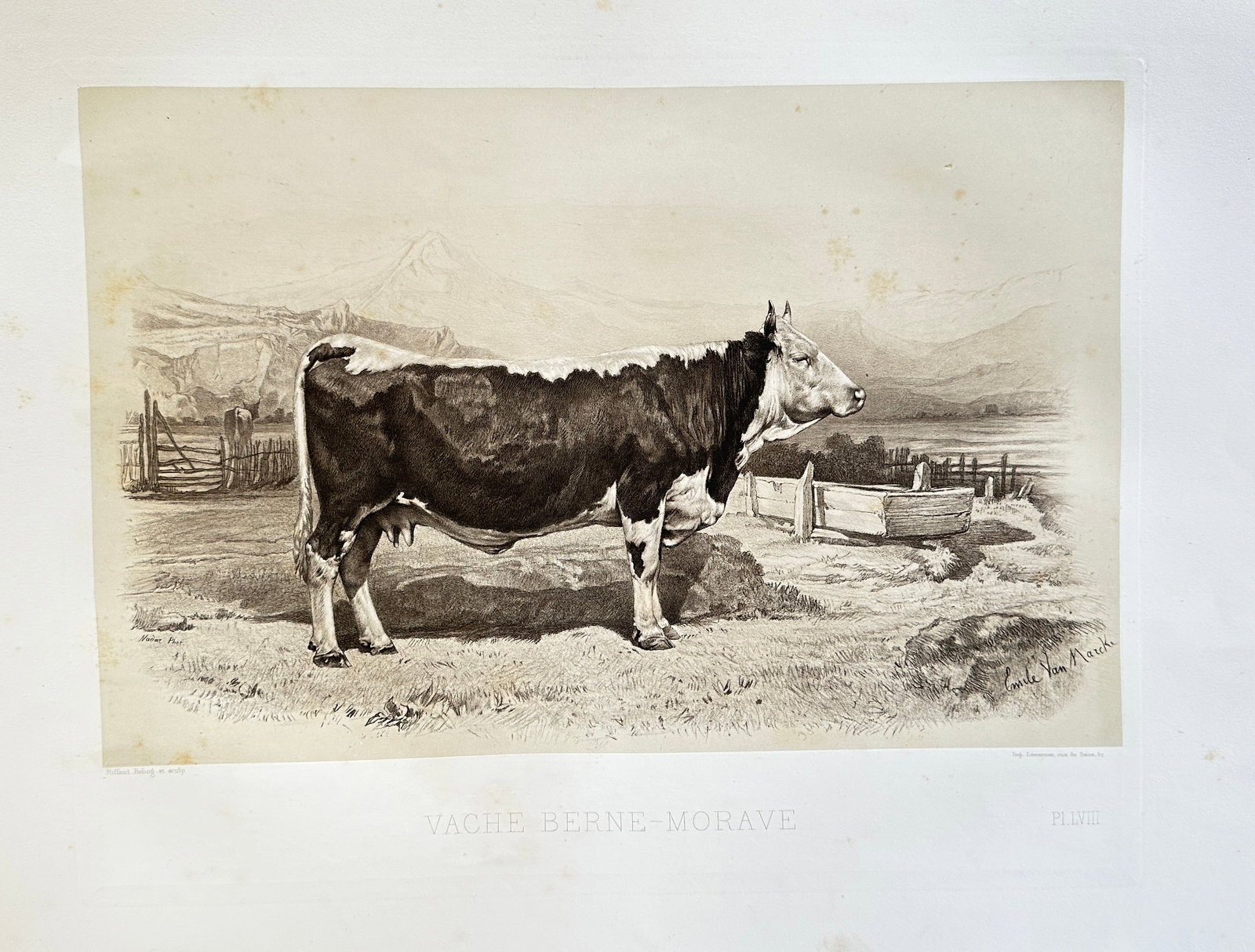 Émile Baudement – Berne Moravian Cow – Heliogravure print finished with engraving and: This detailed print presents a striking depiction of a "VACHE BERNE MORAVE" (Berne Moravian Cow). The animal is portrayed in profile, standing powerfully within a naturalistic rural landscape, featuri