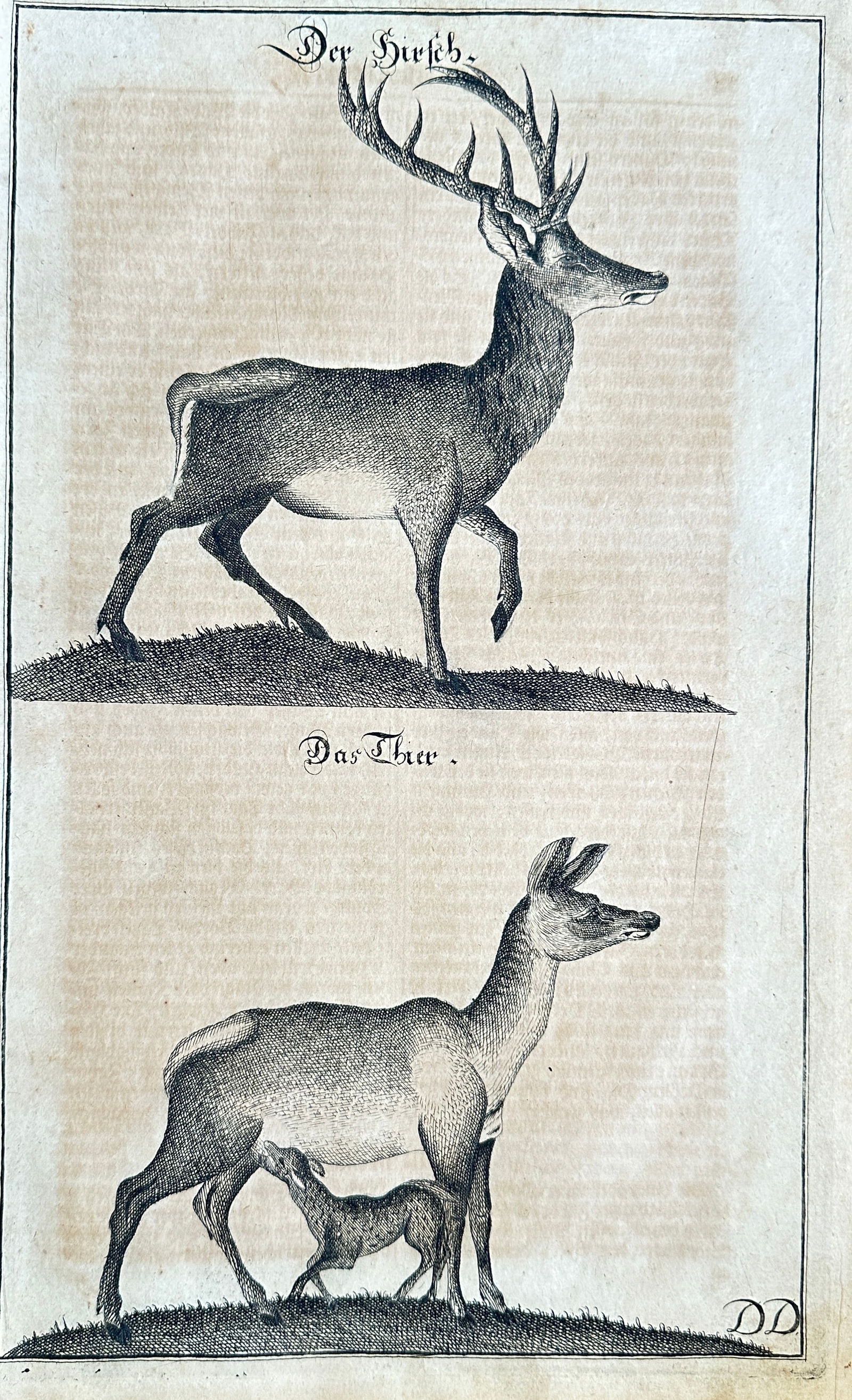 Johann Daniel Preissler – The Stag and The Hind (Red Deer) – Engraving (c. 1710) (1 of 3)