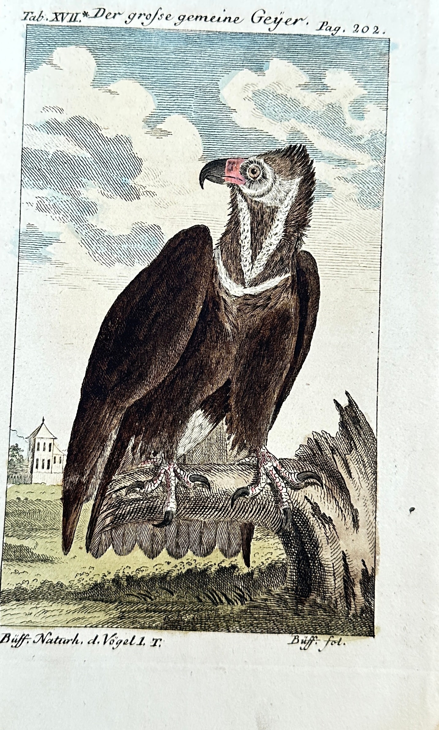 Friedrich Justin Bertuch – The Great Common Vulture – Hand-colored Copperplate Engraving: This detailed hand-colored copperplate engraving presents "Der grosse gemeine Geyer" (The Great Common Vulture). The large bird of prey is depicted perched firmly on a tree stump, showcasing its dark