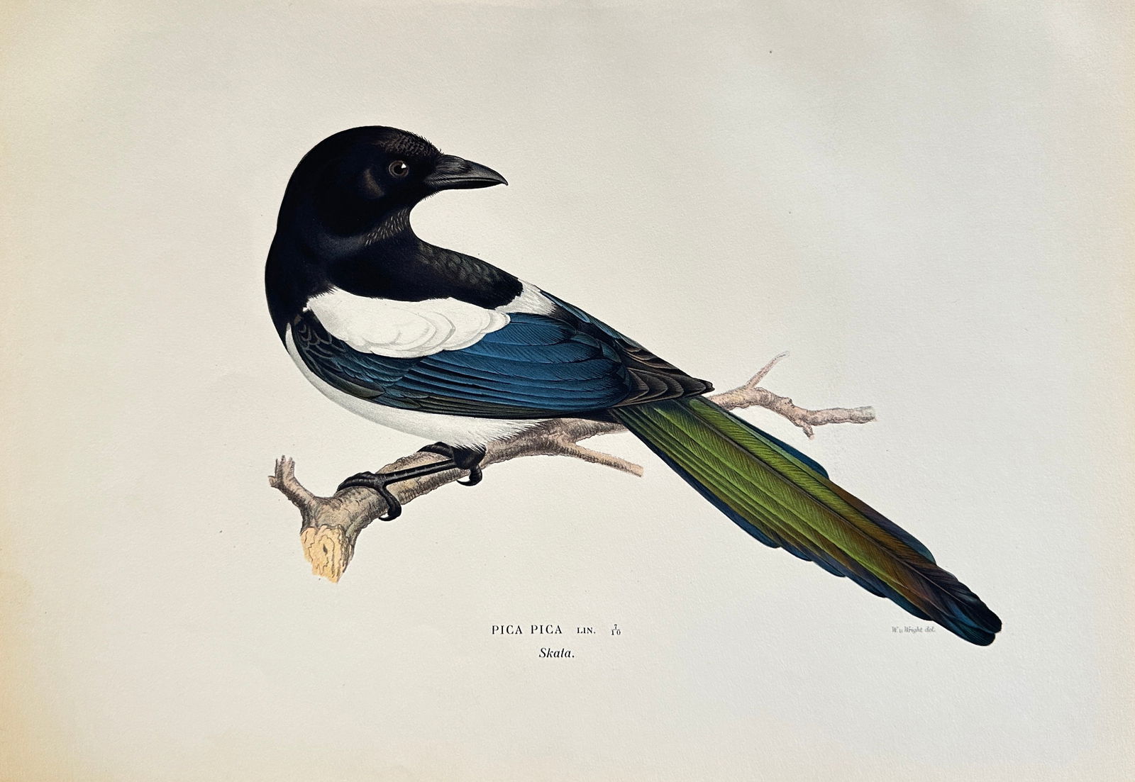 Magnus von Wright (1805–1868) – Magpie (Pica pica) – Chromolithography (1 of 3)