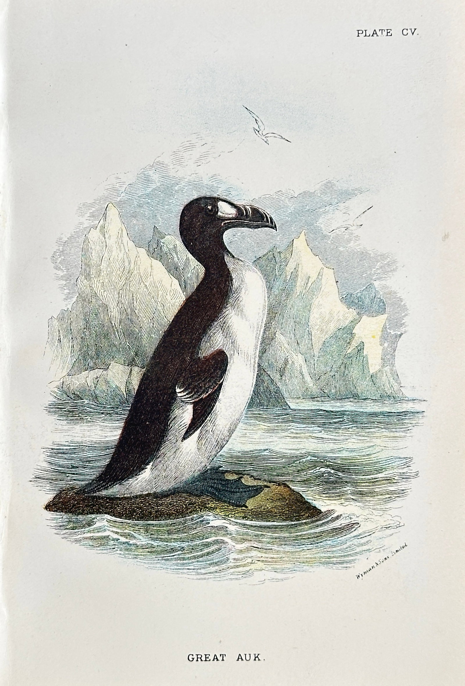 Richard Bowdler Sharpe – Great Auk – Chromolithography (1871-1881): This striking chromolithograph by Richard Bowdler Sharpe presents a powerful and poignant depiction of the "GREAT AUK." The large, flightless bird is portrayed standing on a rocky outcrop, partially s